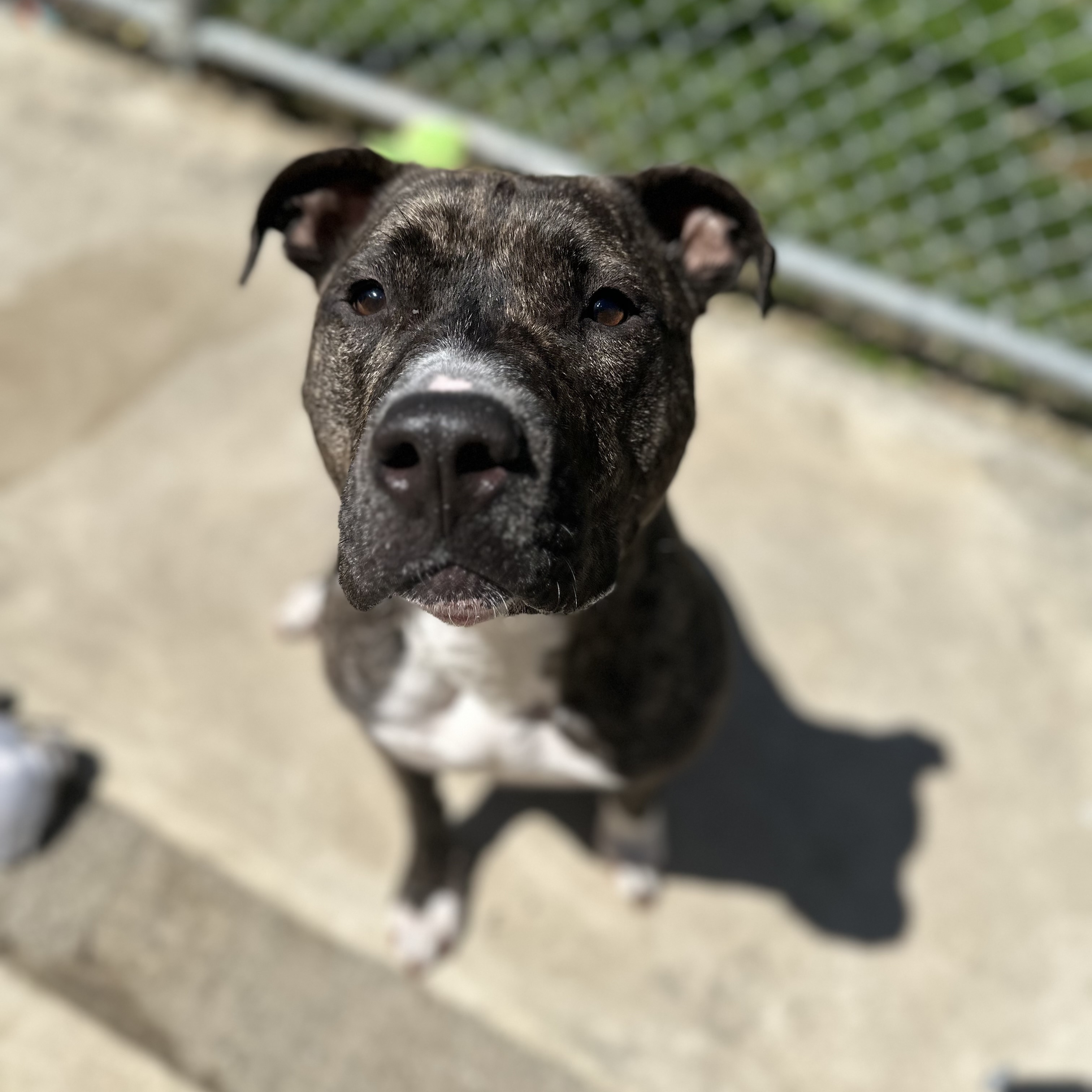 Daisy, a Adoptable mixed breed in Myerstown, PA image 5/6