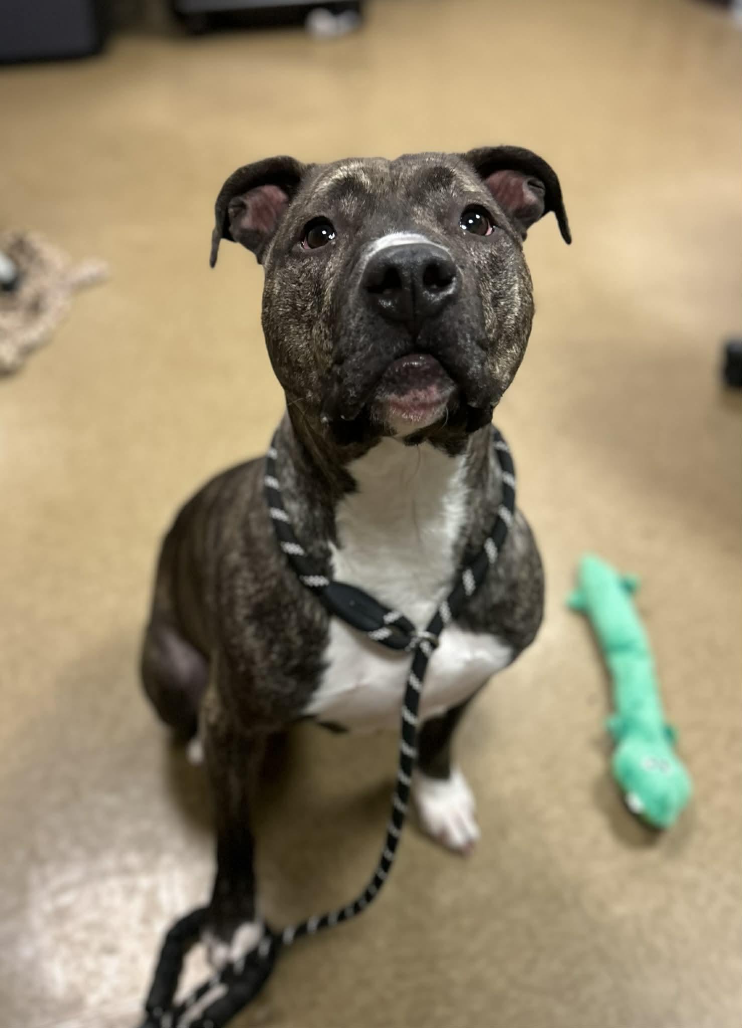 Enlarge Daisy, a Adoptable mixed breed in Myerstown, PA image 1/4