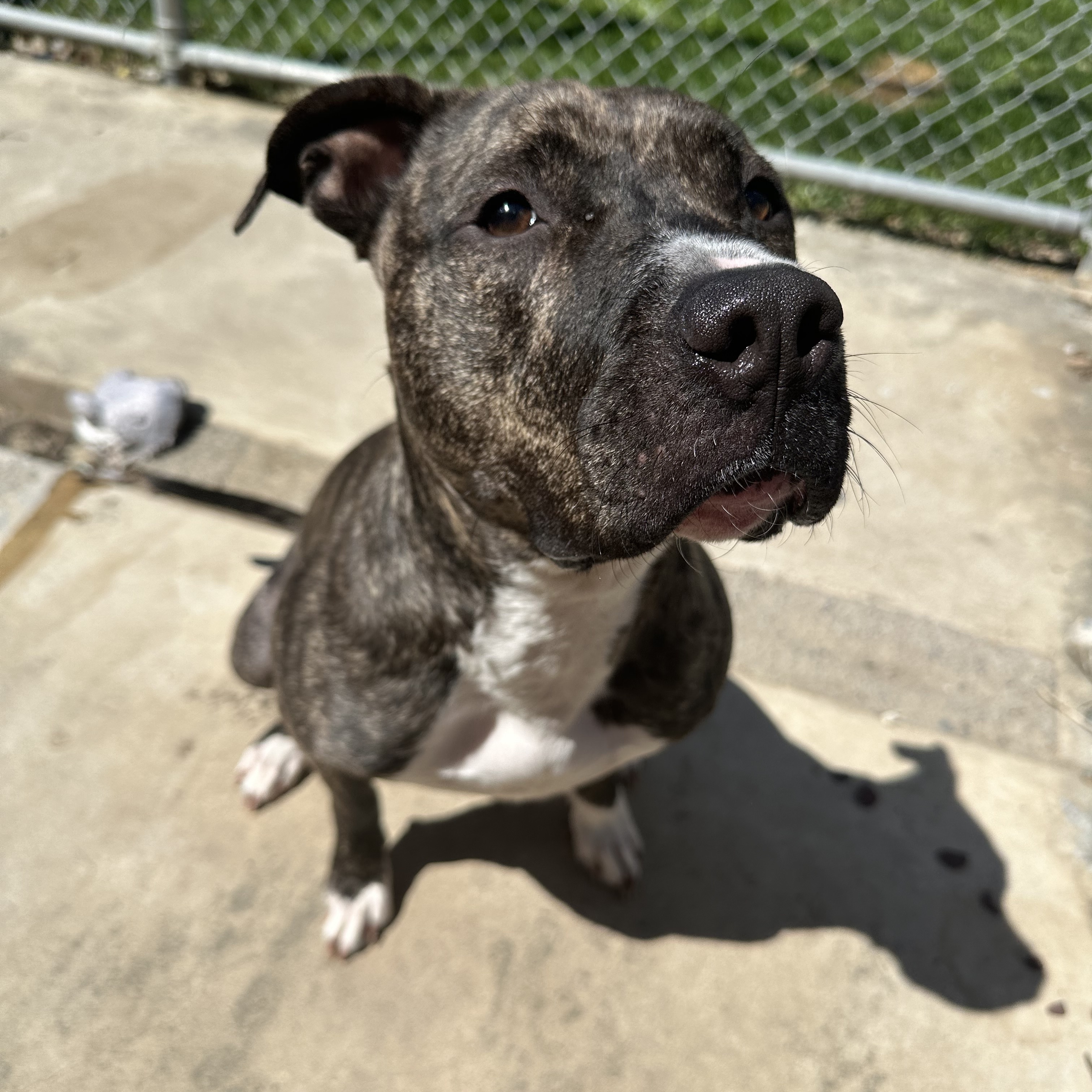 Daisy, a Adoptable mixed breed in Myerstown, PA image 4/6