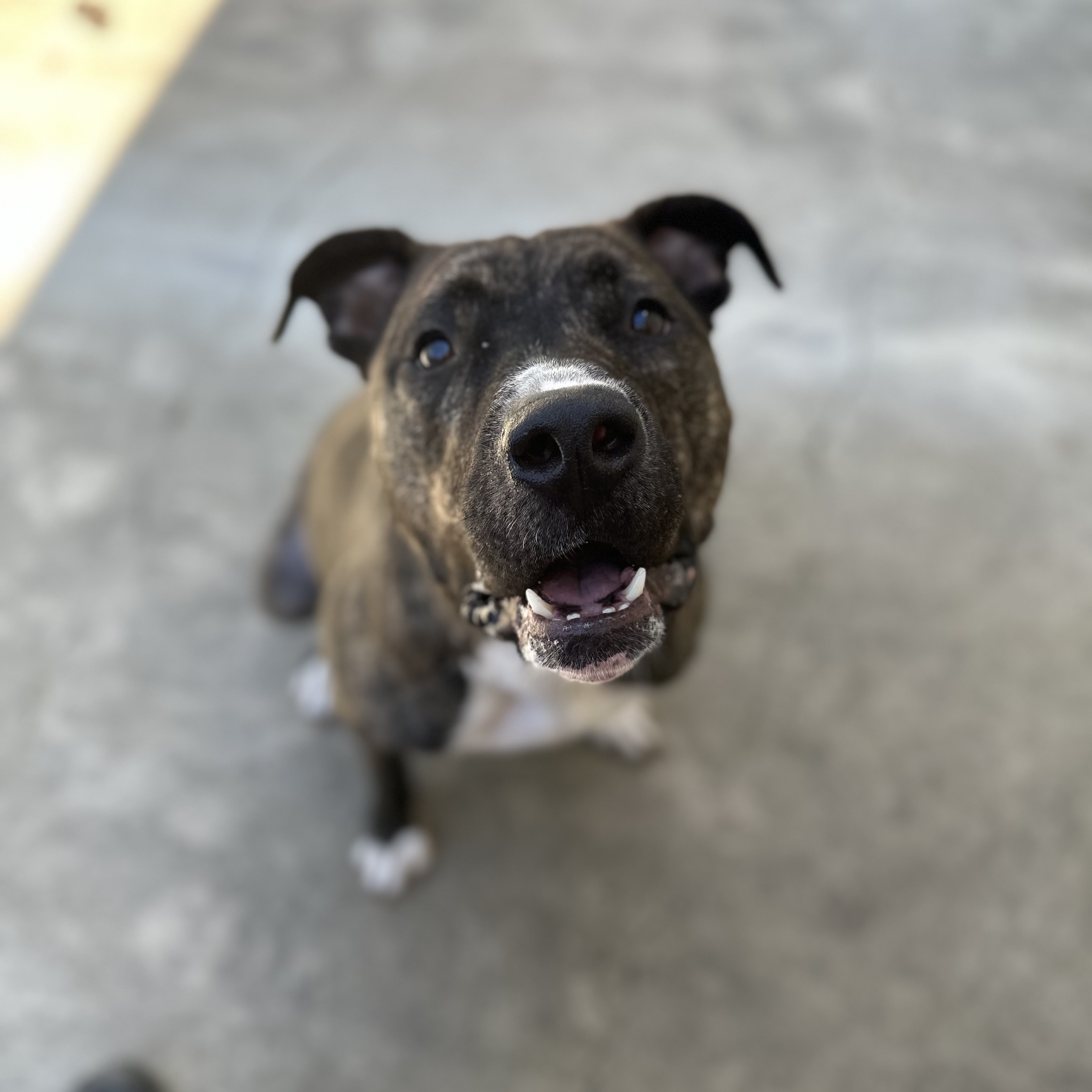 Daisy, a Adoptable mixed breed in Myerstown, PA image 6/6