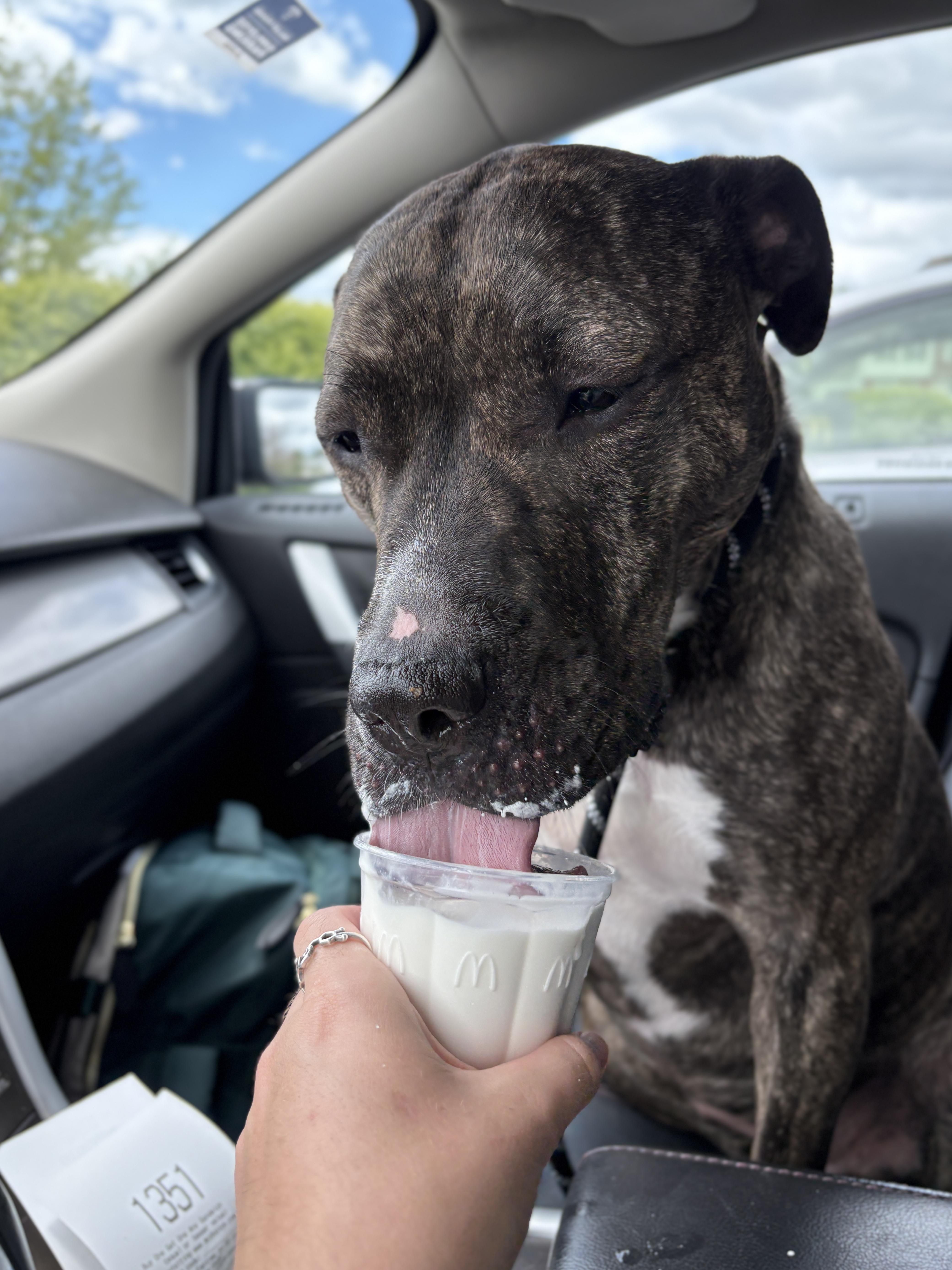 Enlarge Daisy, a Adoptable mixed breed in Myerstown, PA image 6/6