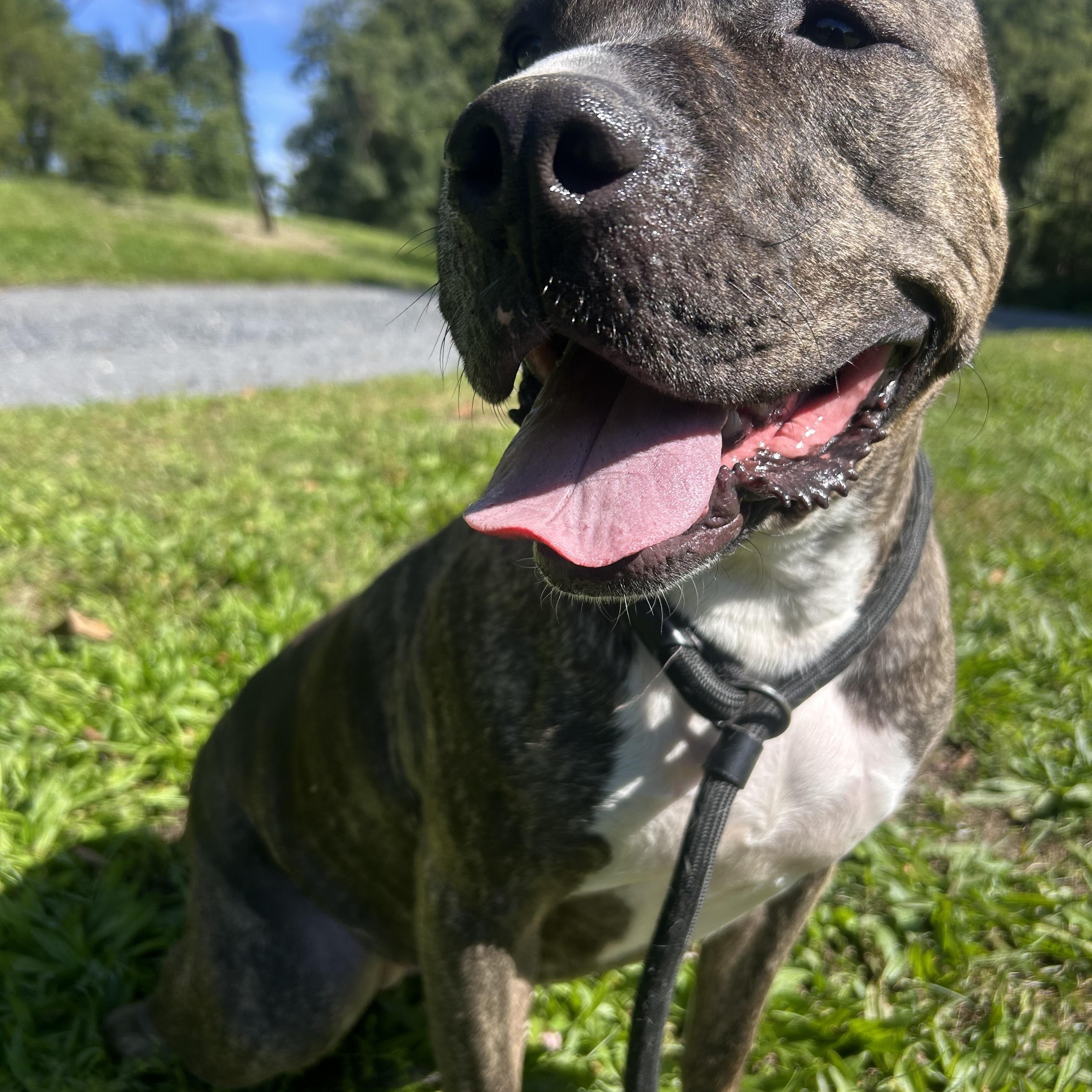 Enlarge Daisy, a Adoptable mixed breed in Myerstown, PA image 2/6