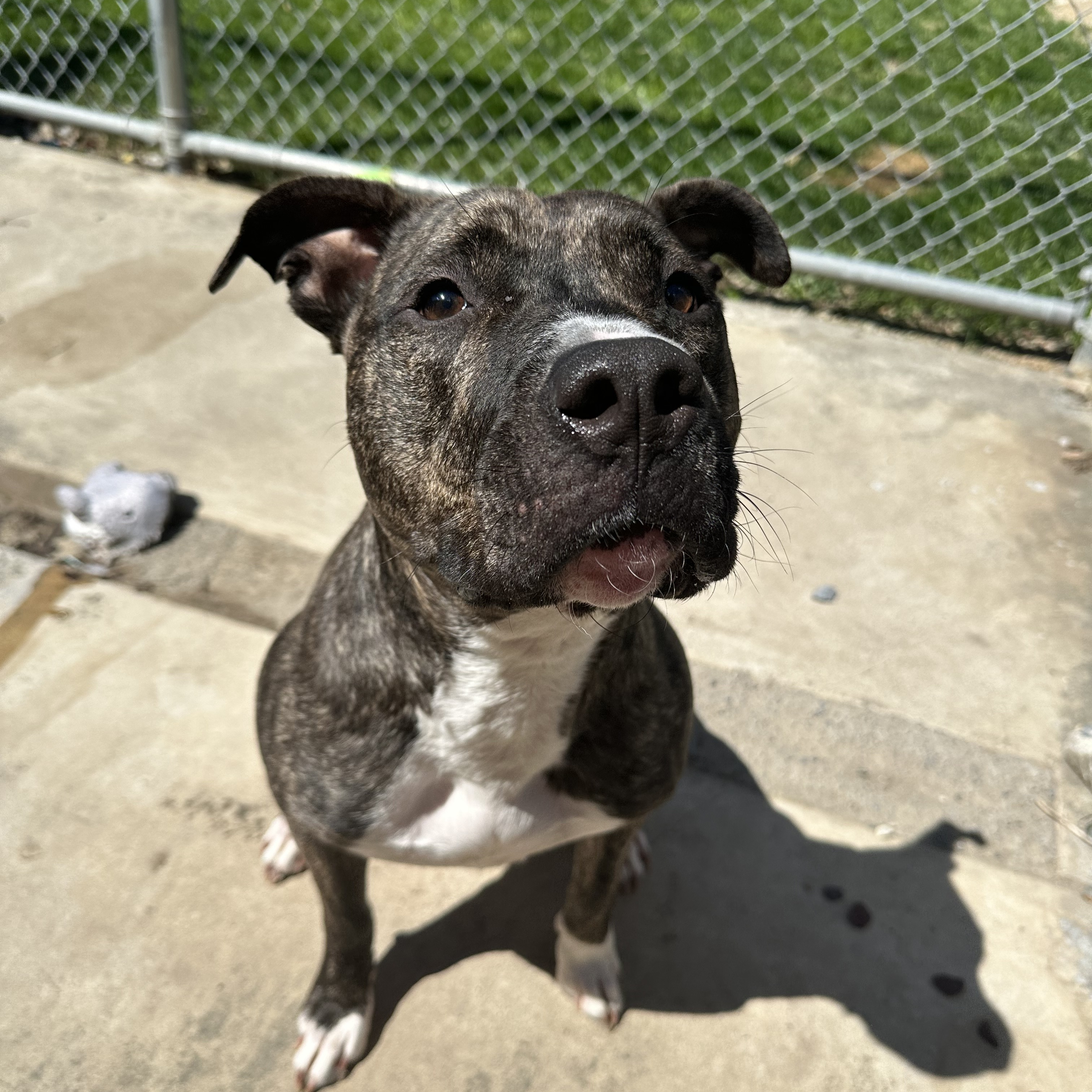 Daisy, Adoptable, Adult Female Pit Bull Terrier.
