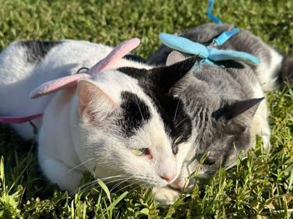 Enlarge Lux, a Adoptable mixed breed in Visalia, CA image 1/3