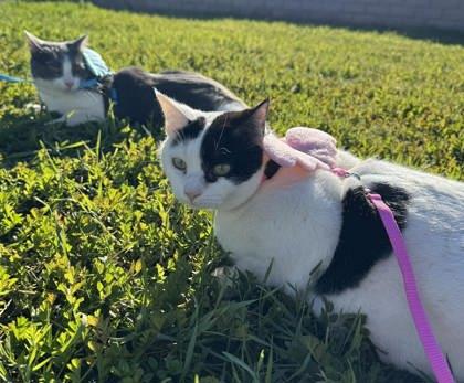 Enlarge Lux, a Adoptable mixed breed in Visalia, CA image 2/3