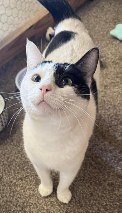 Enlarge Lux, a Adoptable mixed breed in Visalia, CA image 3/3
