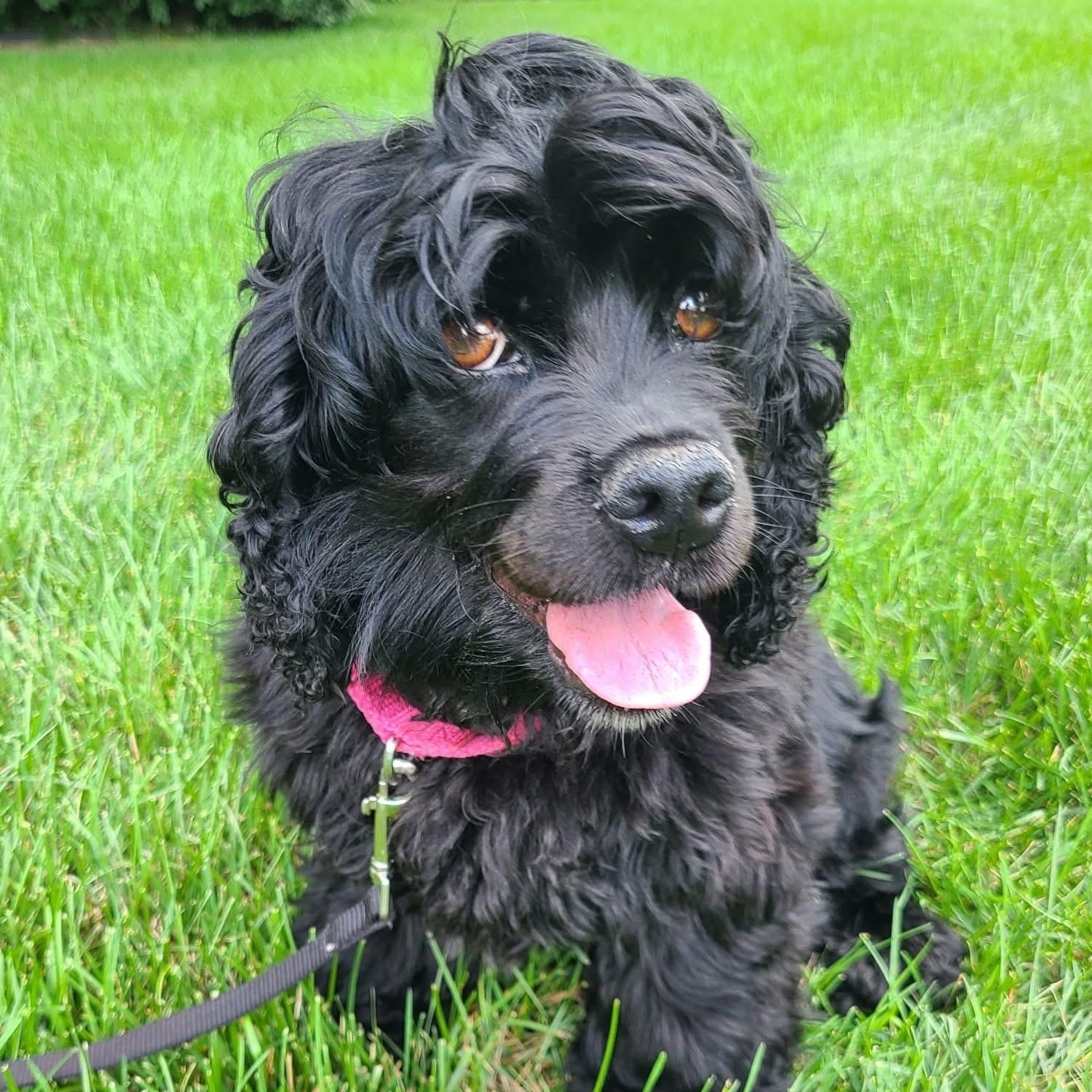 Iris Ann, Adoptable, Adult Female Cocker Spaniel.