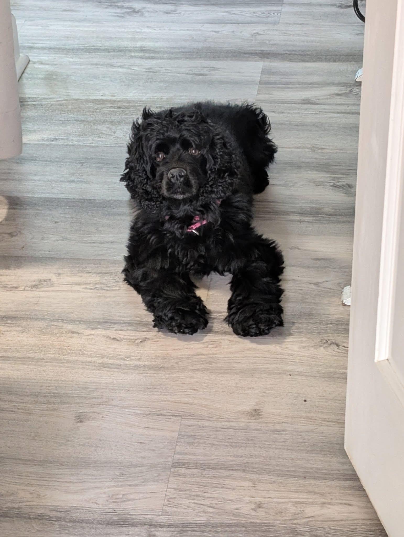 Enlarge Iris Ann, a Adoptable Cocker Spaniel in Orland Park, IL image 5/6