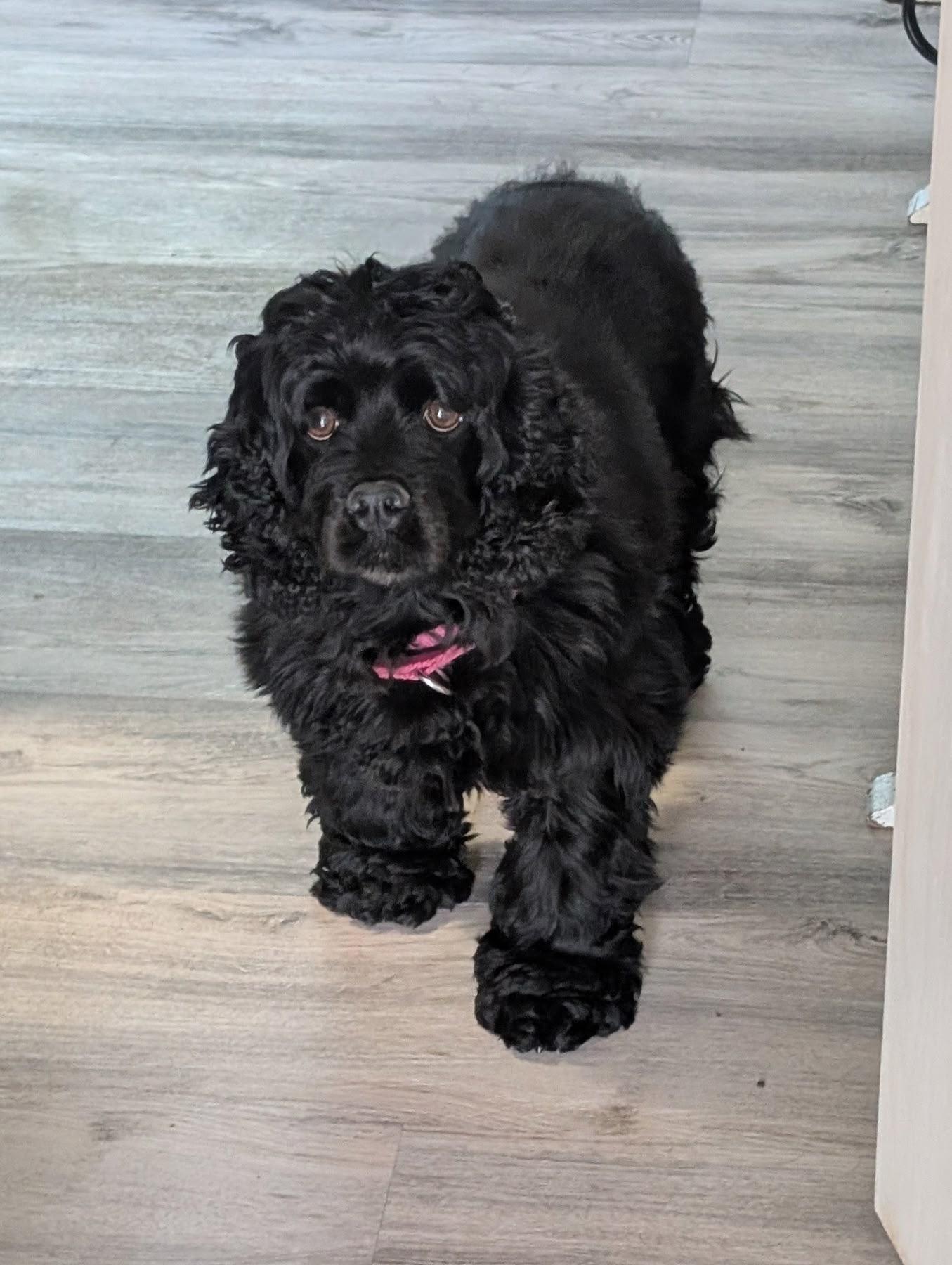 Enlarge Iris Ann, a Adoptable Cocker Spaniel in Orland Park, IL image 2/6