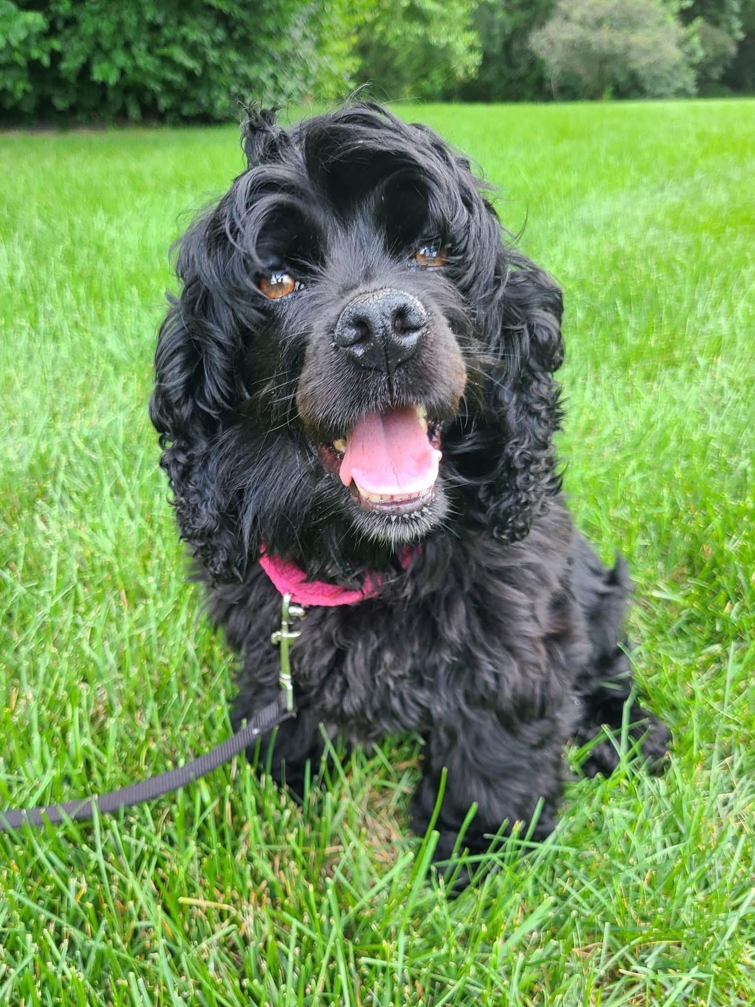 Enlarge Iris Ann, a Adoptable Cocker Spaniel in Orland Park, IL image 3/6