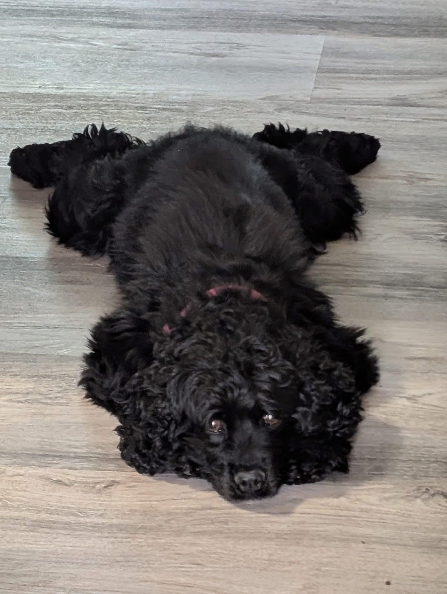 Enlarge Iris Ann, a Adoptable Cocker Spaniel in Orland Park, IL image 4/6