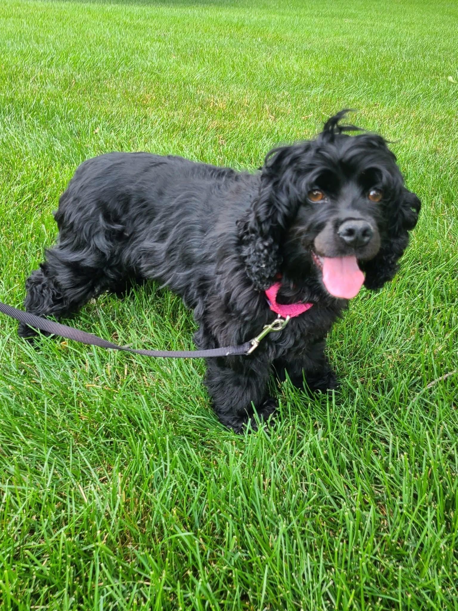 Enlarge Iris Ann, a Adoptable Cocker Spaniel in Orland Park, IL image 6/6