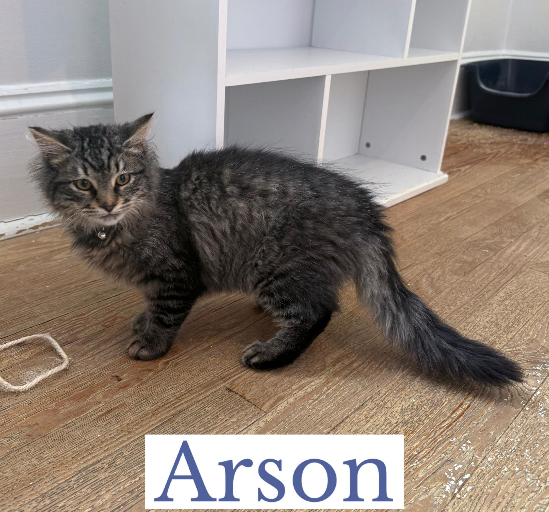 Enlarge Arson, an adopted Domestic Long Hair in Berkeley Springs, WV image 3/4