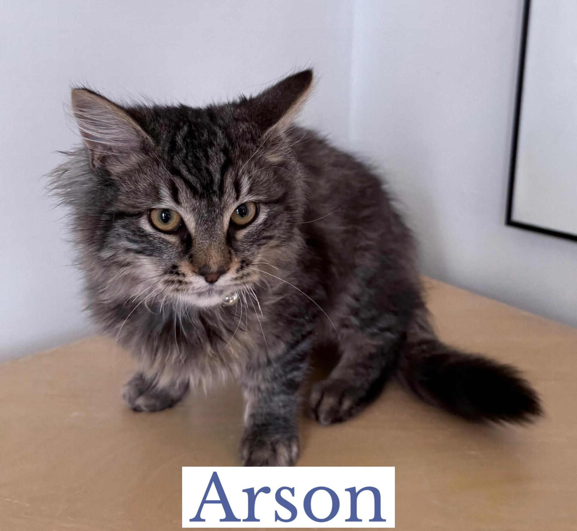 Arson, adopted, Kitten Male Domestic Long Hair.