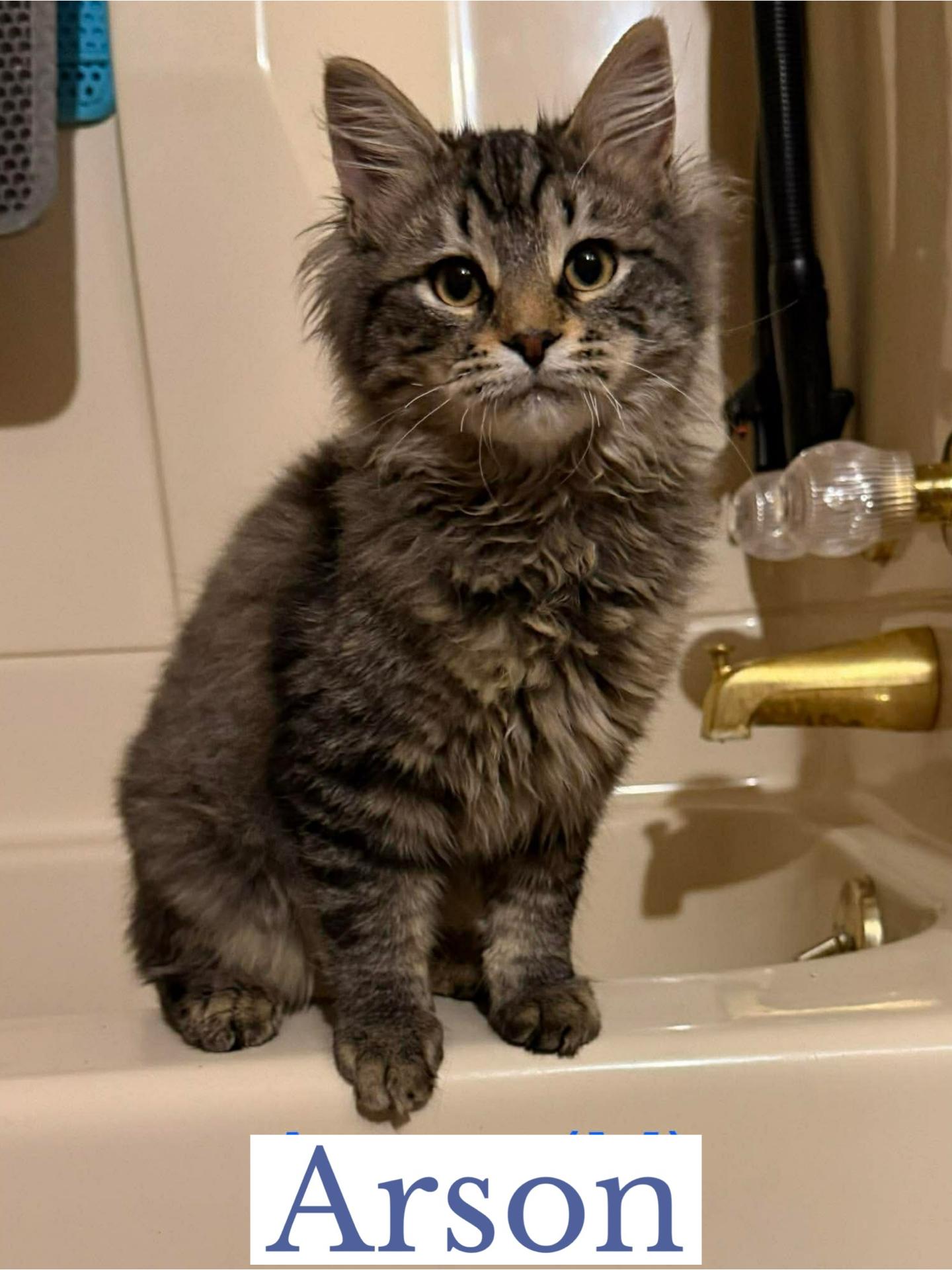 Enlarge Arson, an adopted Domestic Long Hair in Berkeley Springs, WV image 4/4