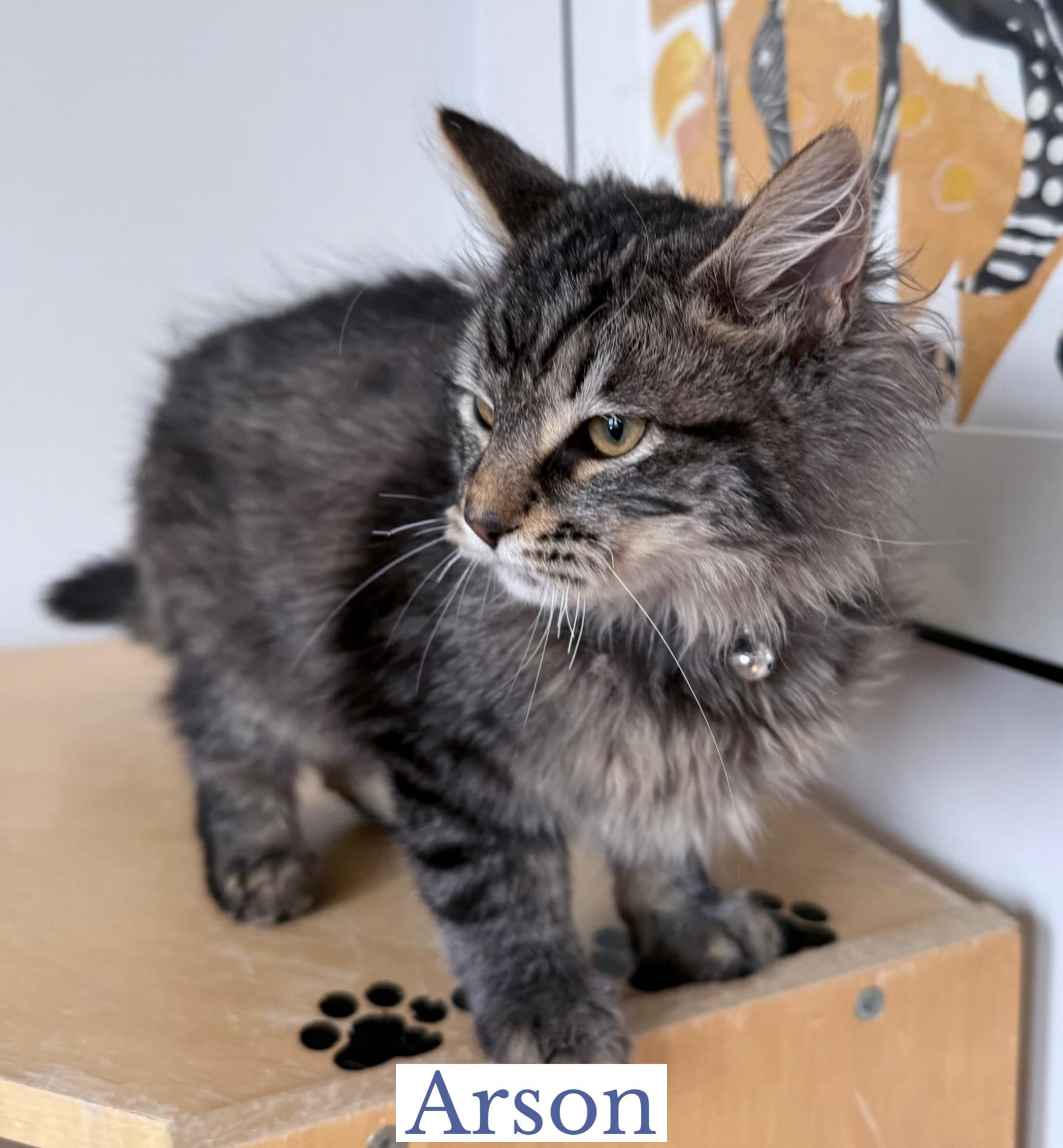 Enlarge Arson, an adopted Domestic Long Hair in Berkeley Springs, WV image 2/4