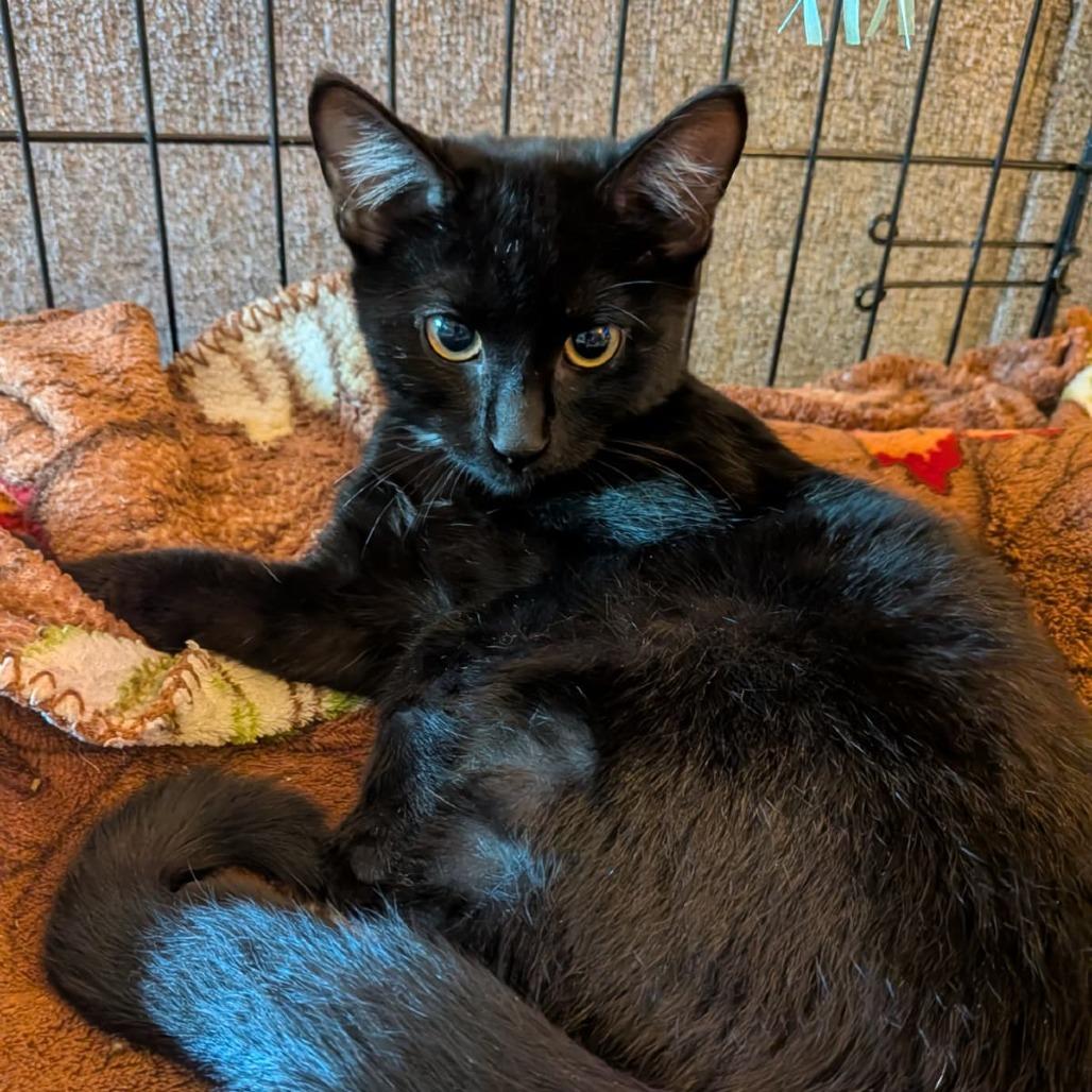 Enlarge Vale, a Adoptable Domestic Short Hair in Winchester, VA image 1/1