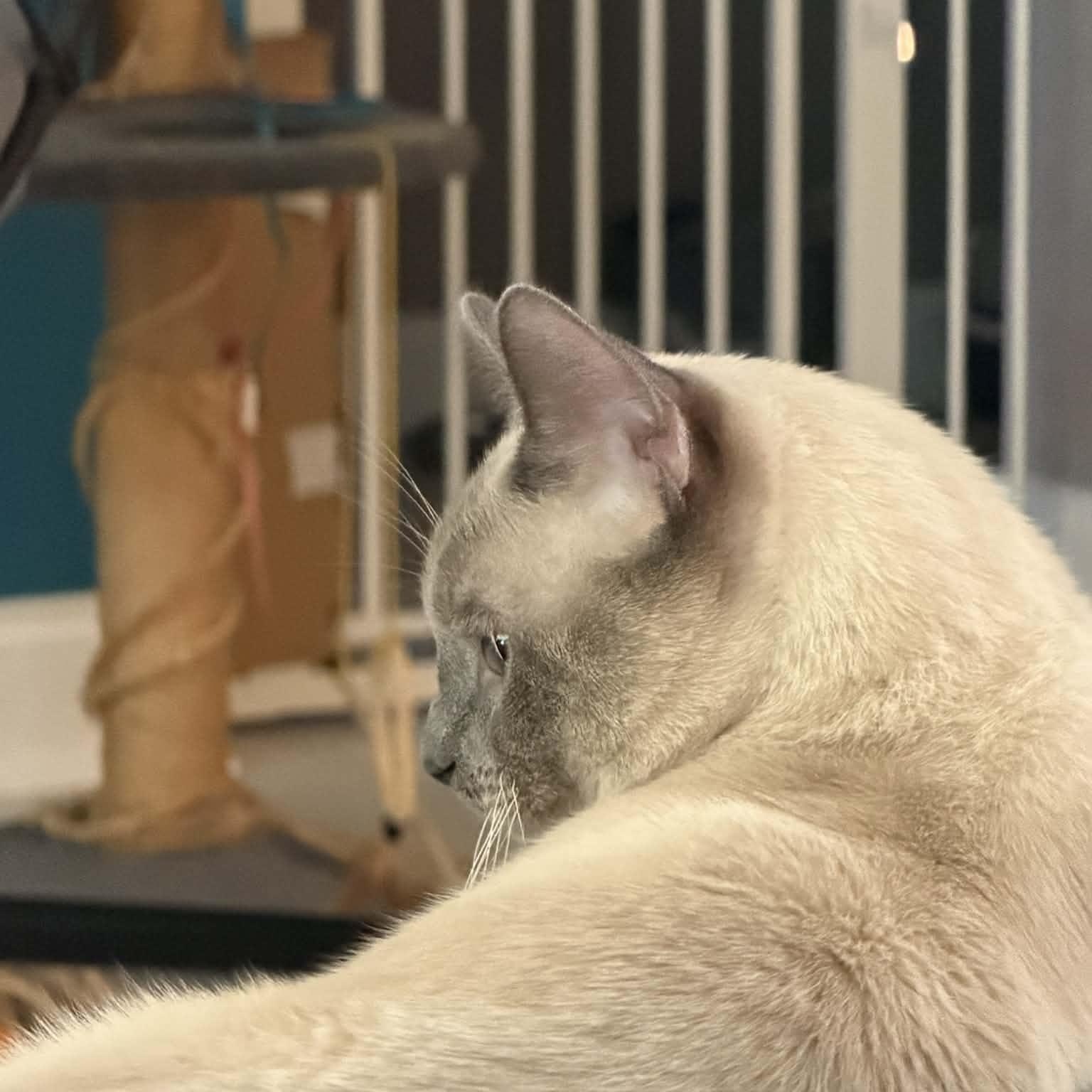 Enlarge Frank, an adopted Siamese in Fairborn, OH image 5/5