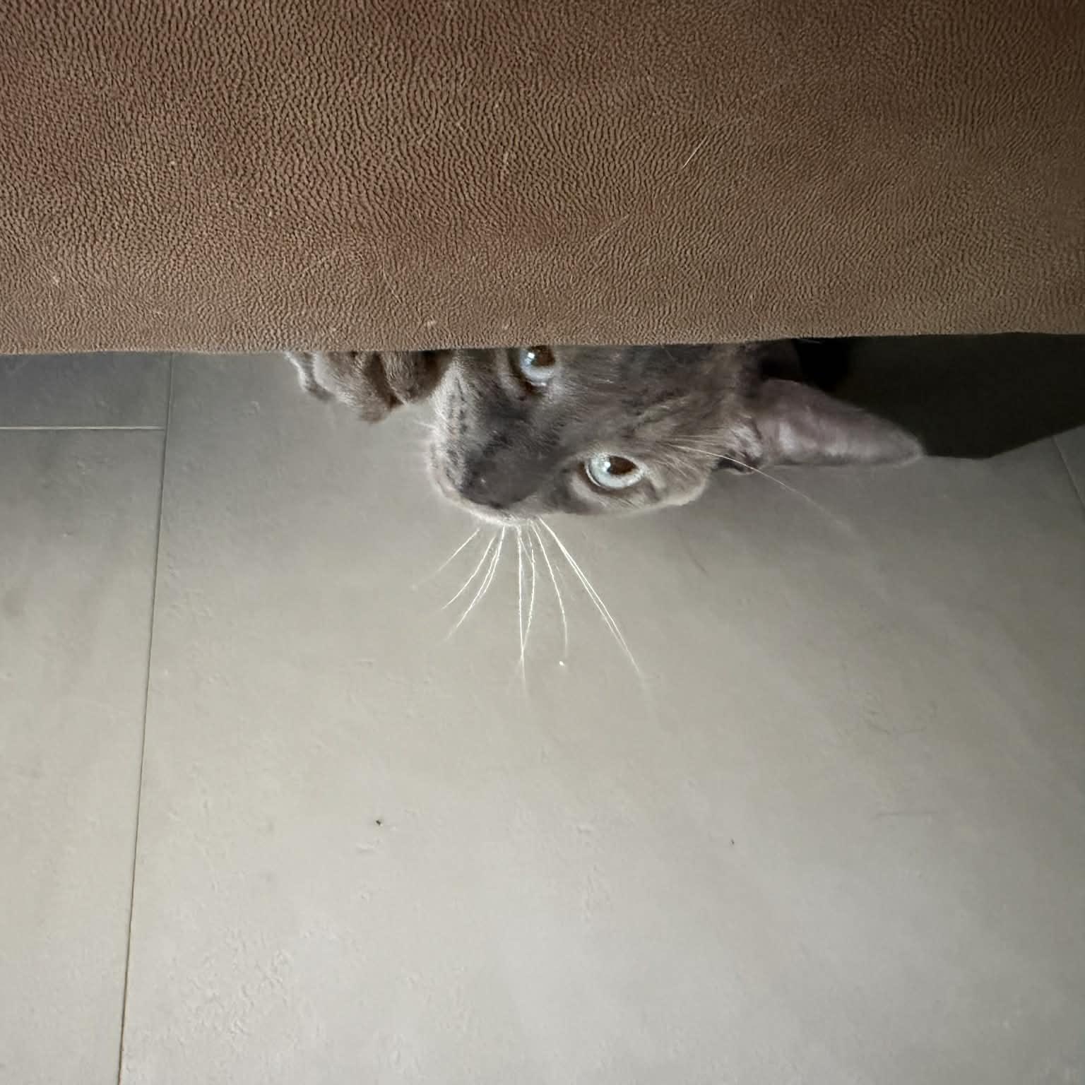 Enlarge Frank, an adopted Siamese in Fairborn, OH image 2/5