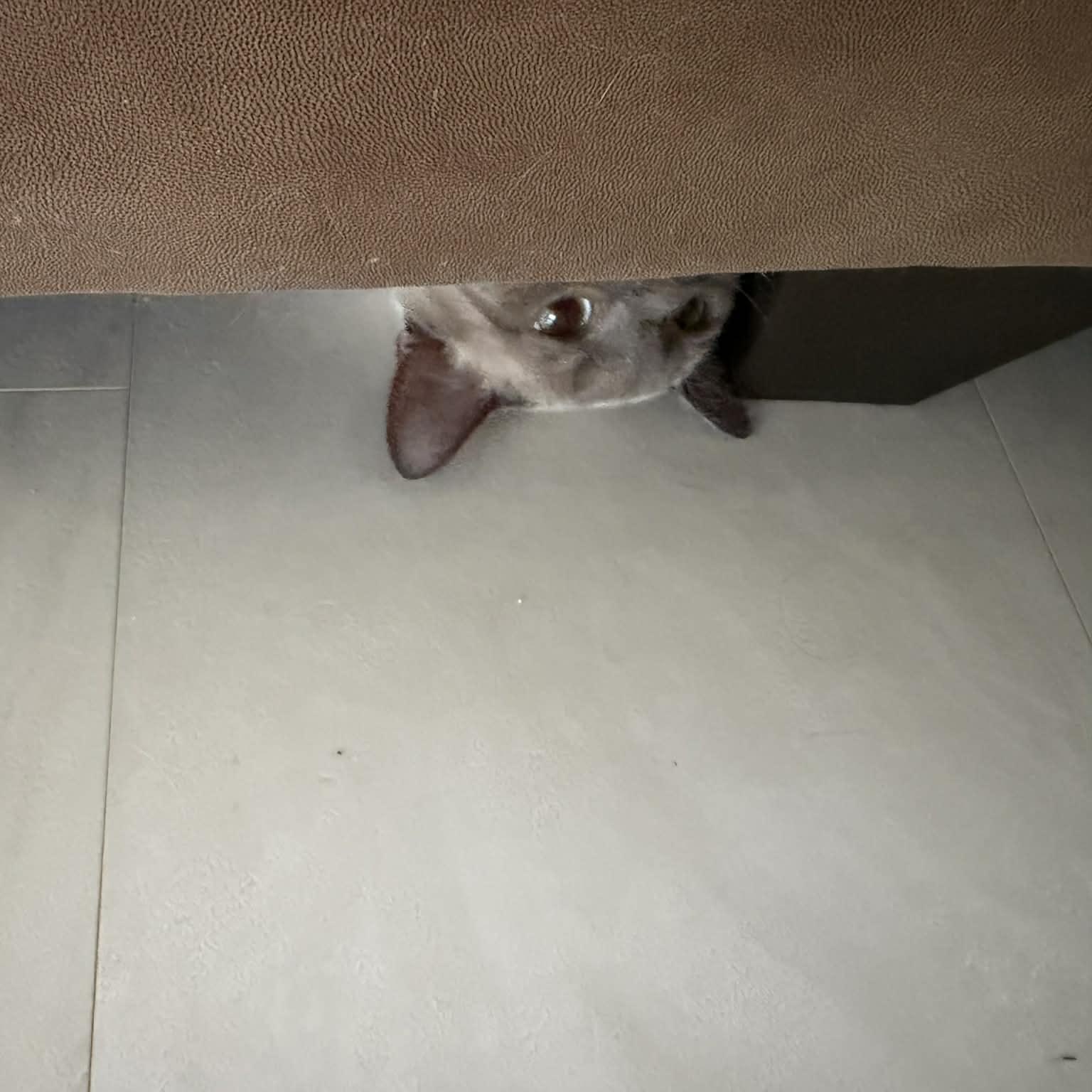 Enlarge Frank, an adopted Siamese in Fairborn, OH image 3/5