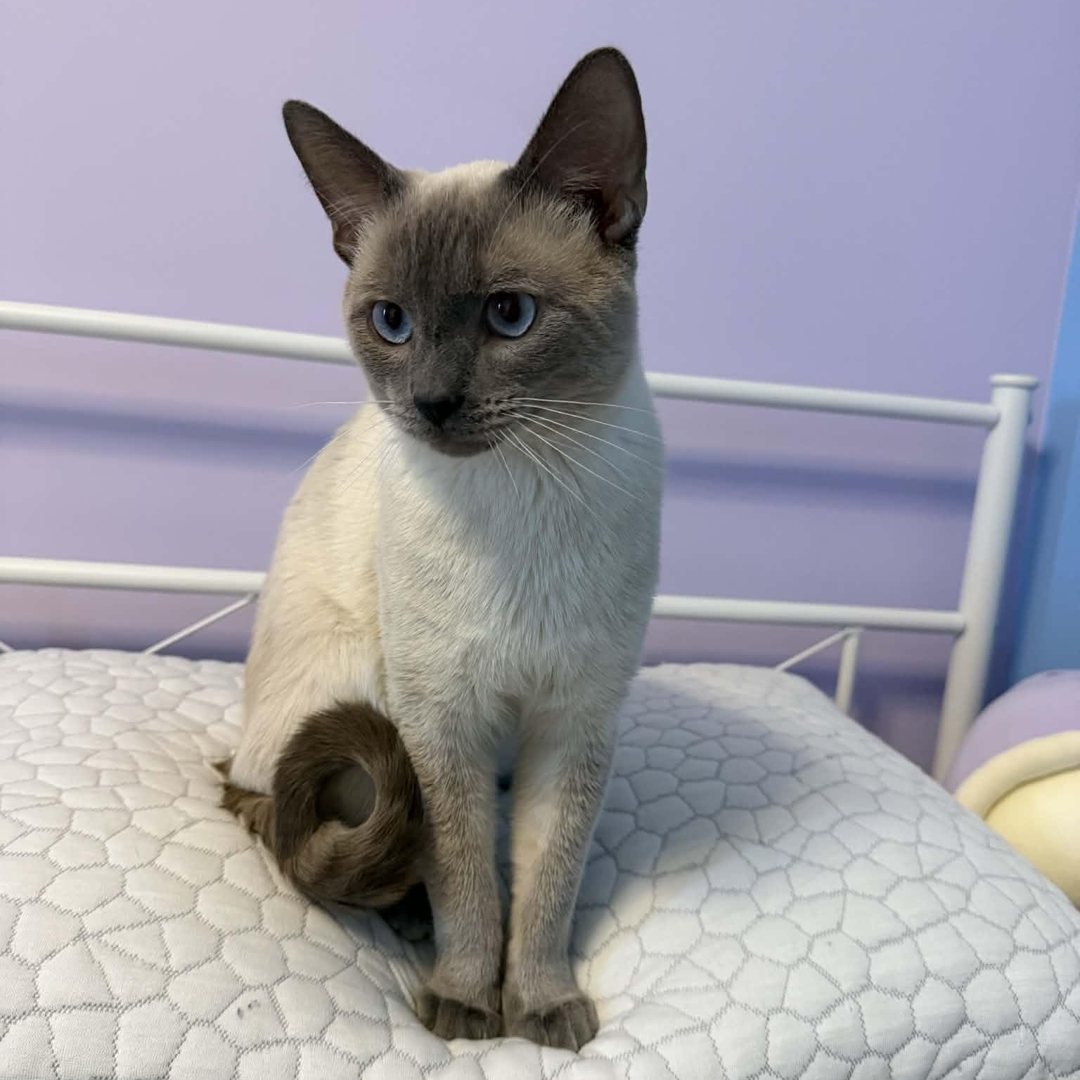 Frank, adopted, Young Male Siamese.