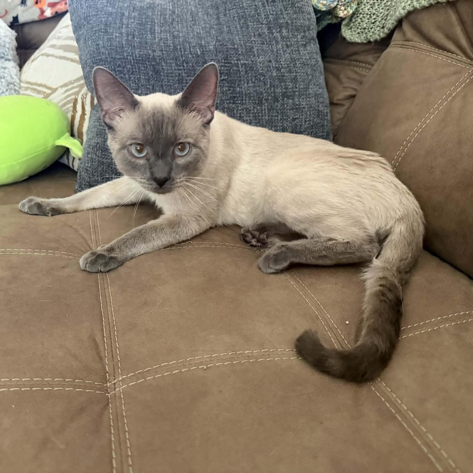 Enlarge Frank, an adopted Siamese in Fairborn, OH image 4/5
