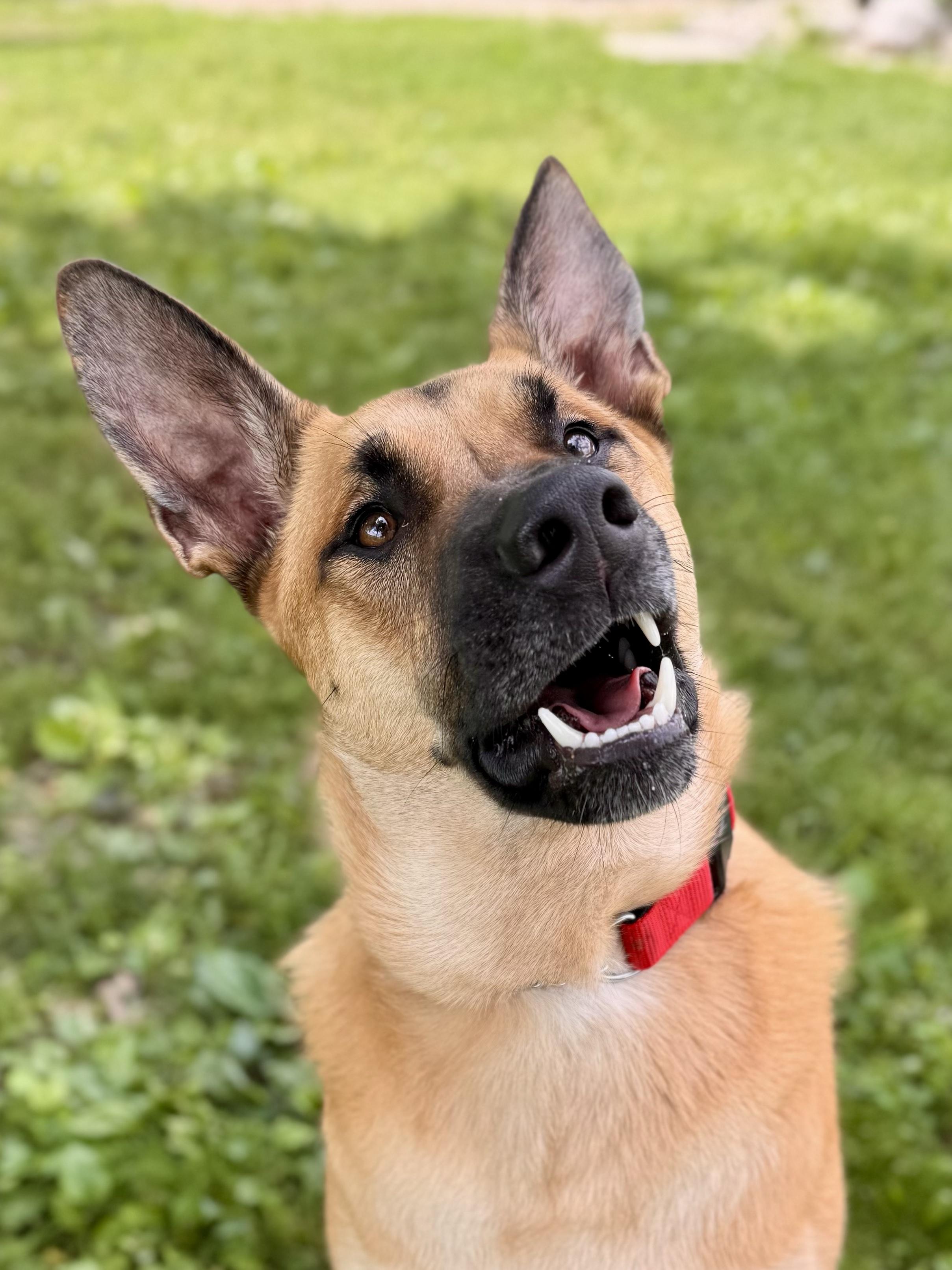 Rex, ADOPTABLE, Young Male German Shepherd Dog.