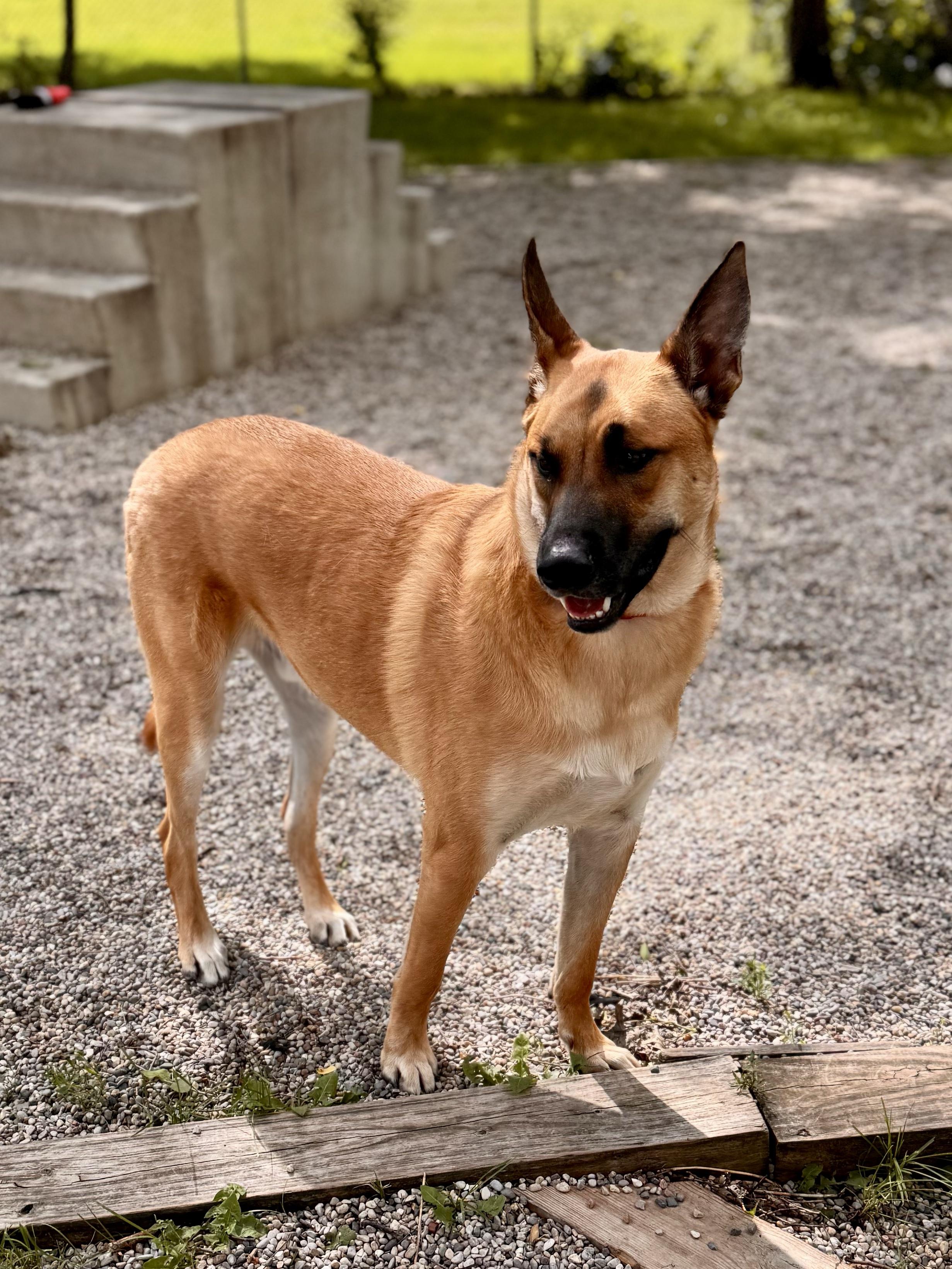 Rex, a ADOPTABLE German Shepherd Dog in Midland, MI image 3/5