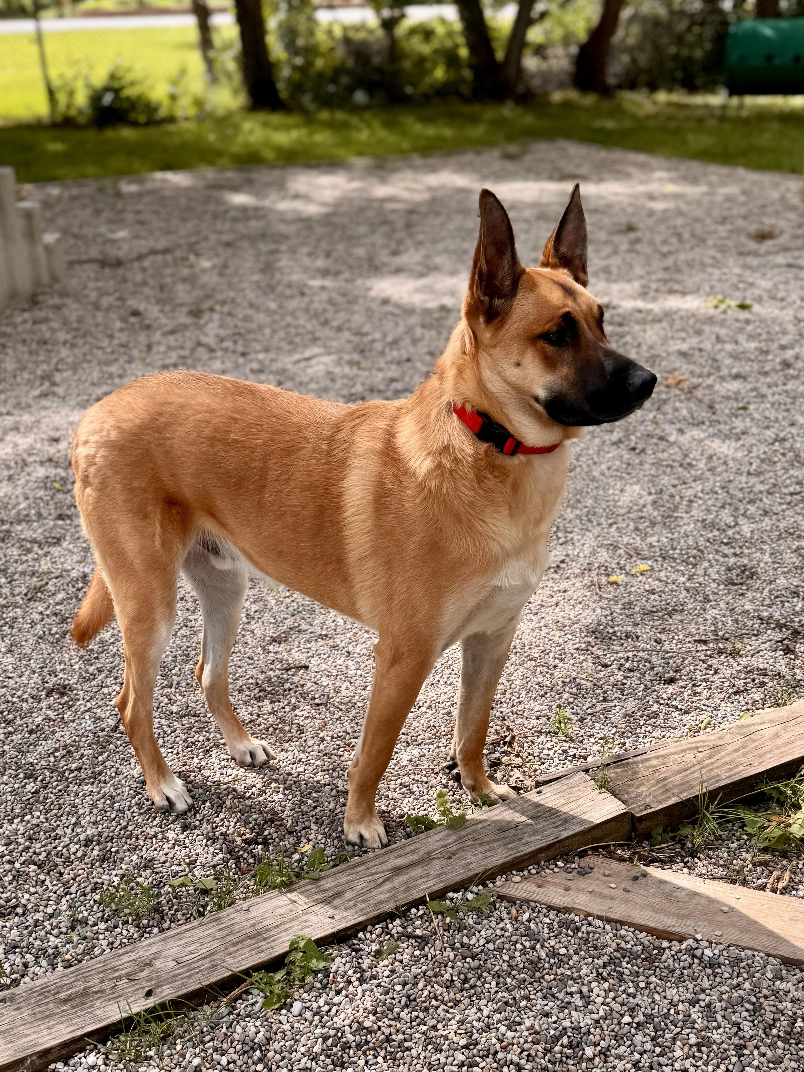Rex, a ADOPTABLE German Shepherd Dog in Midland, MI image 5/5