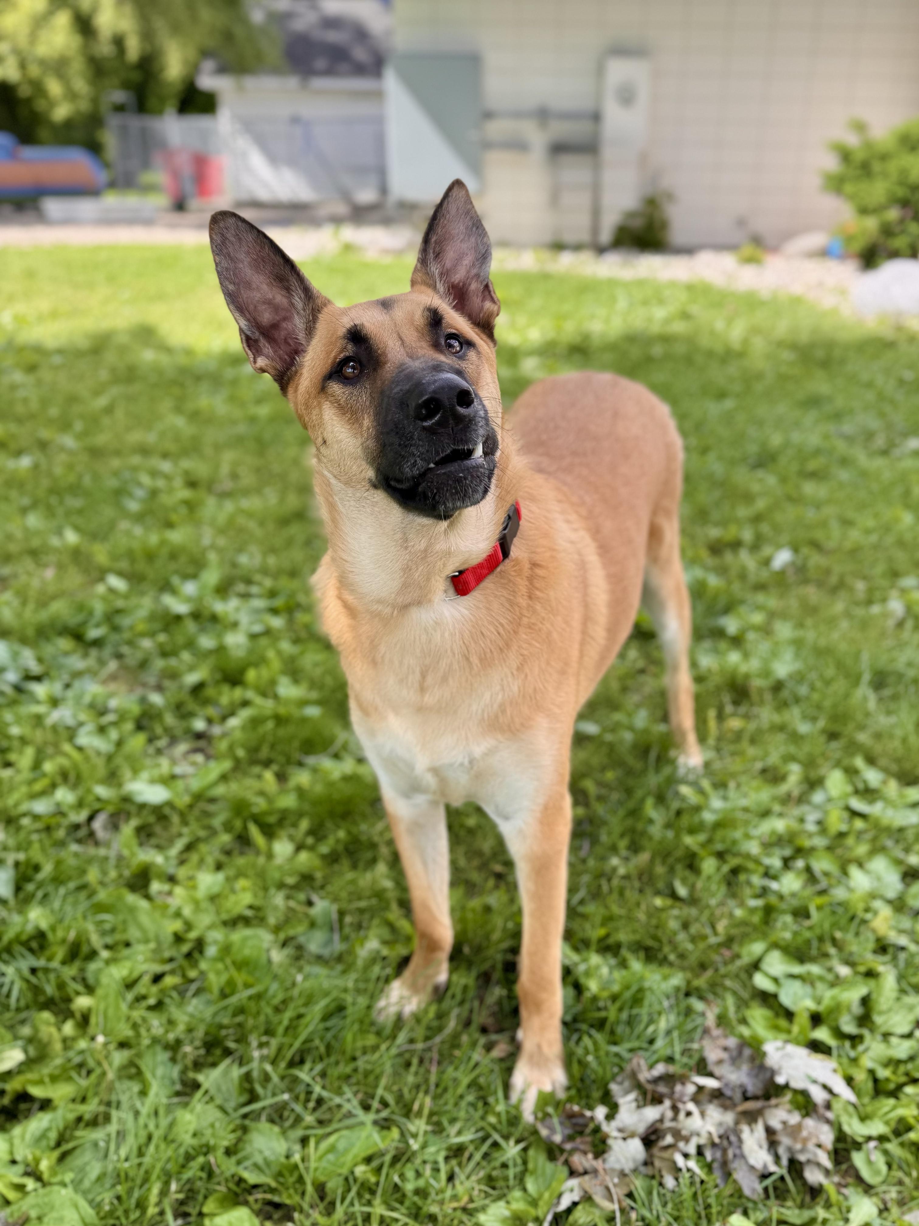 Rex, a ADOPTABLE German Shepherd Dog in Midland, MI image 4/5