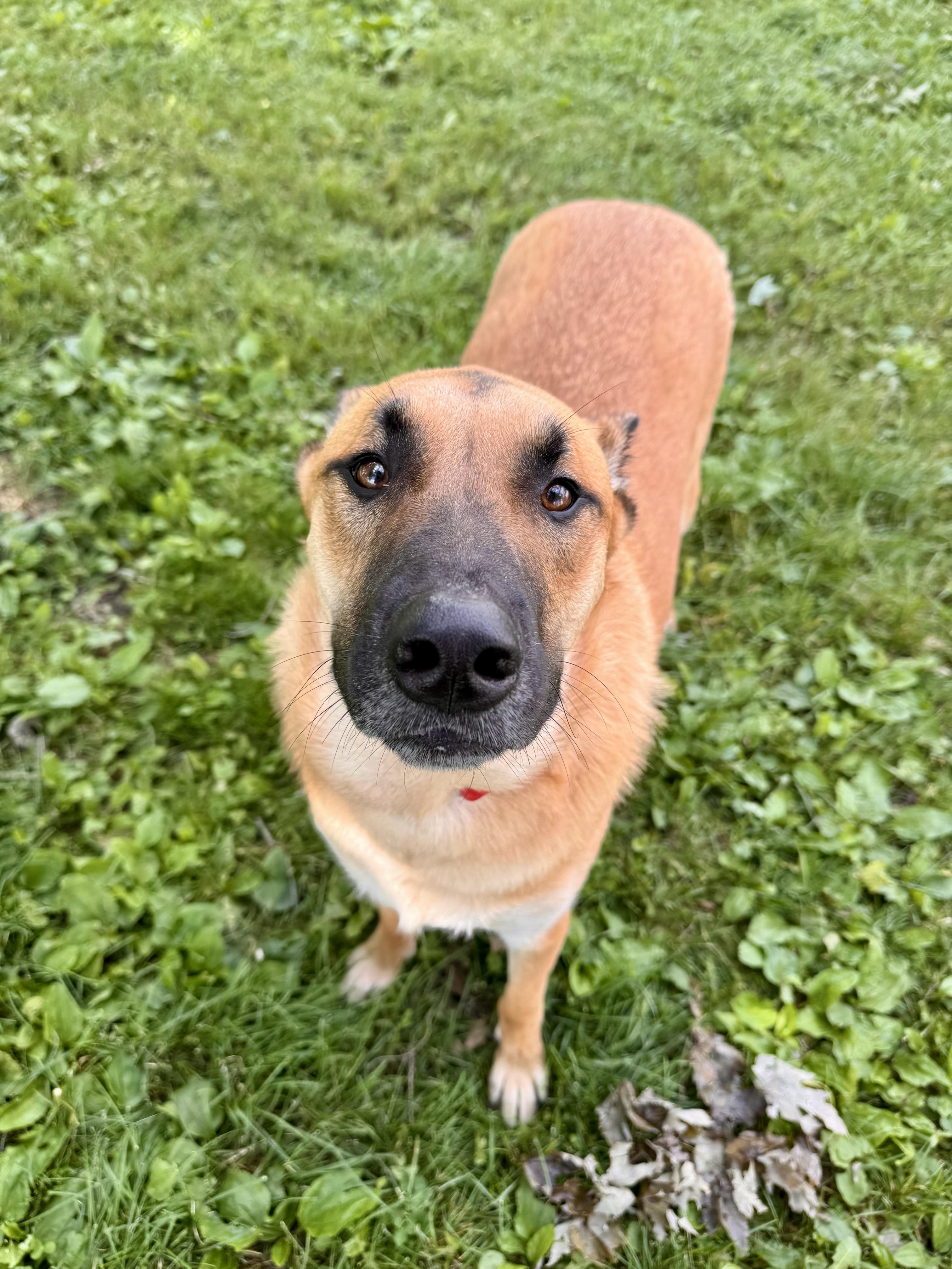 Rex, a ADOPTABLE German Shepherd Dog in Midland, MI image 2/5