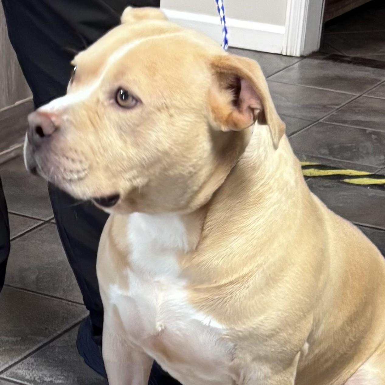 Gatsby, handsome and fun loving, very people and doggie social!, Adoptable, Young Male Staffordshire Bull Terrier.