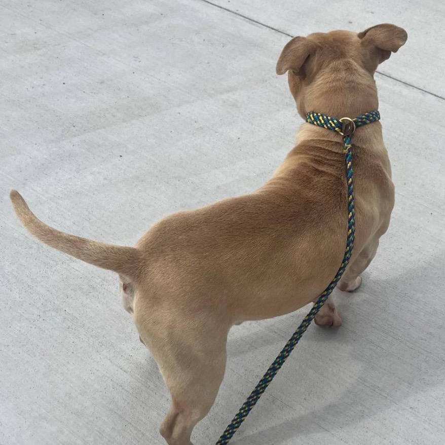 Gatsby, handsome and fun loving, very people and doggie social!, a ADOPTABLE Staffordshire Bull Terrier in Richmond, VA image 2/4