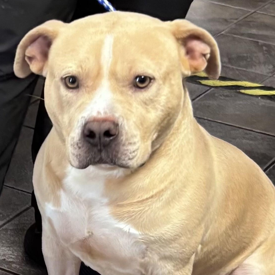 Enlarge Gatsby, handsome and fun loving, very people and doggie social!, a Adoptable Staffordshire Bull Terrier in Richmond, VA image 3/5