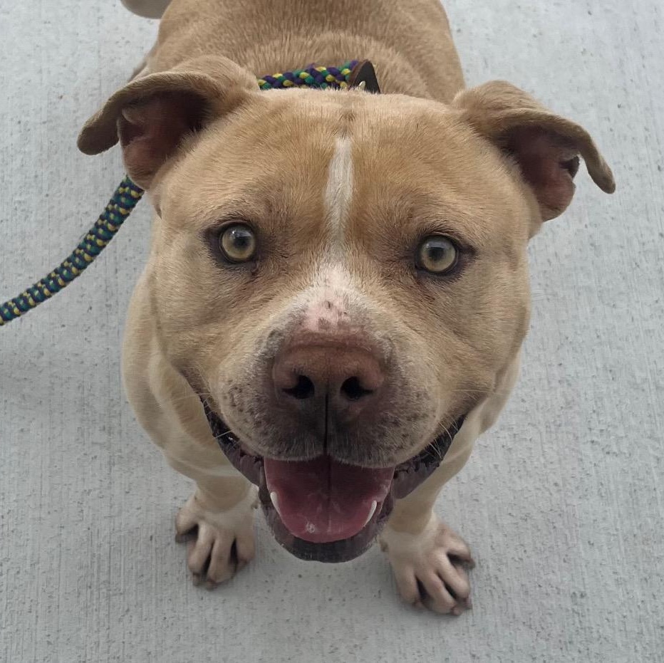 Gatsby, handsome and fun loving, very people and doggie social!, a ADOPTABLE Staffordshire Bull Terrier in Richmond, VA image 1/4
