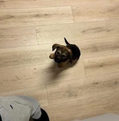 Josie, an adoption pending mixed breed in Griswold, CT image 1/3