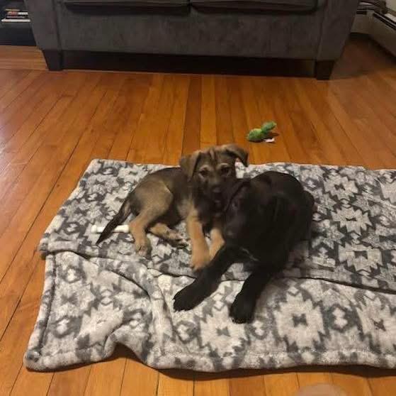 Josie, an adoption pending mixed breed in Griswold, CT image 3/3