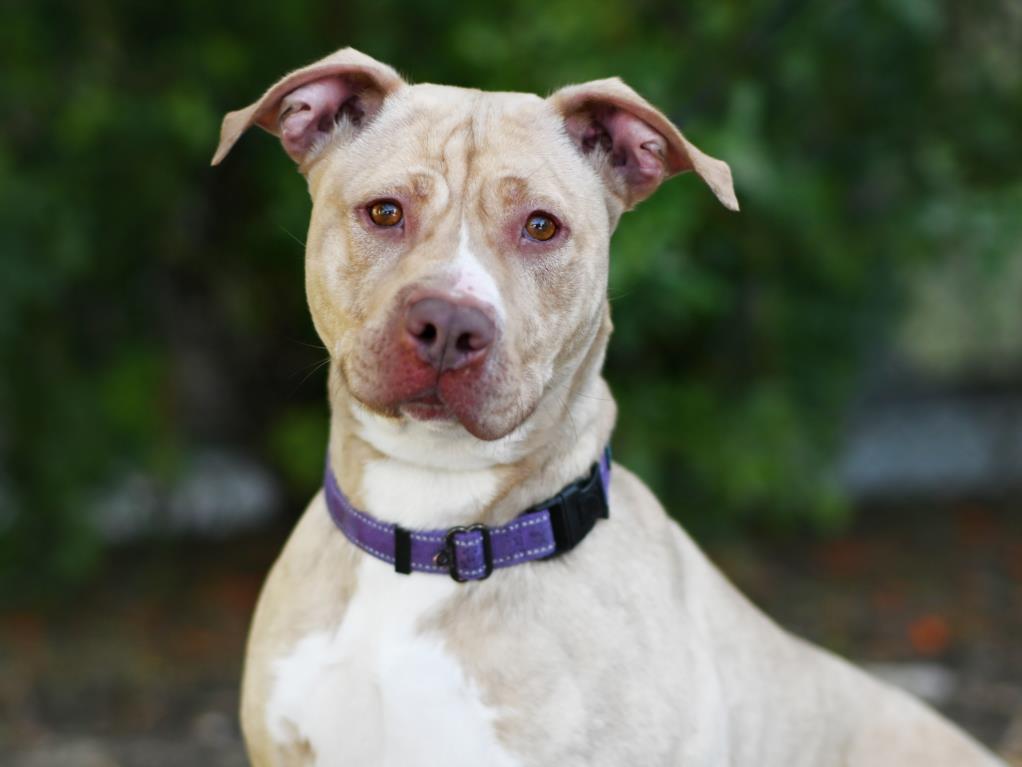 Enlarge MIA, a Adoptable American Bulldog in Tavares, FL image 1/1