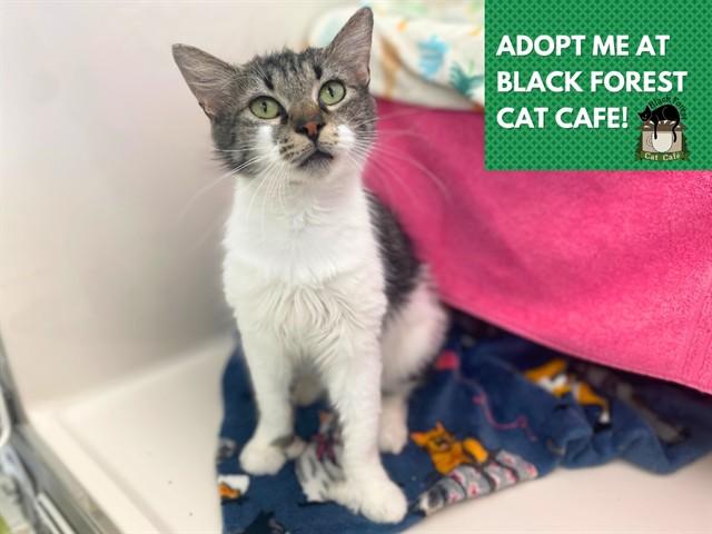 FOOTSIE, Adoptable, Young Female Domestic Medium Hair.