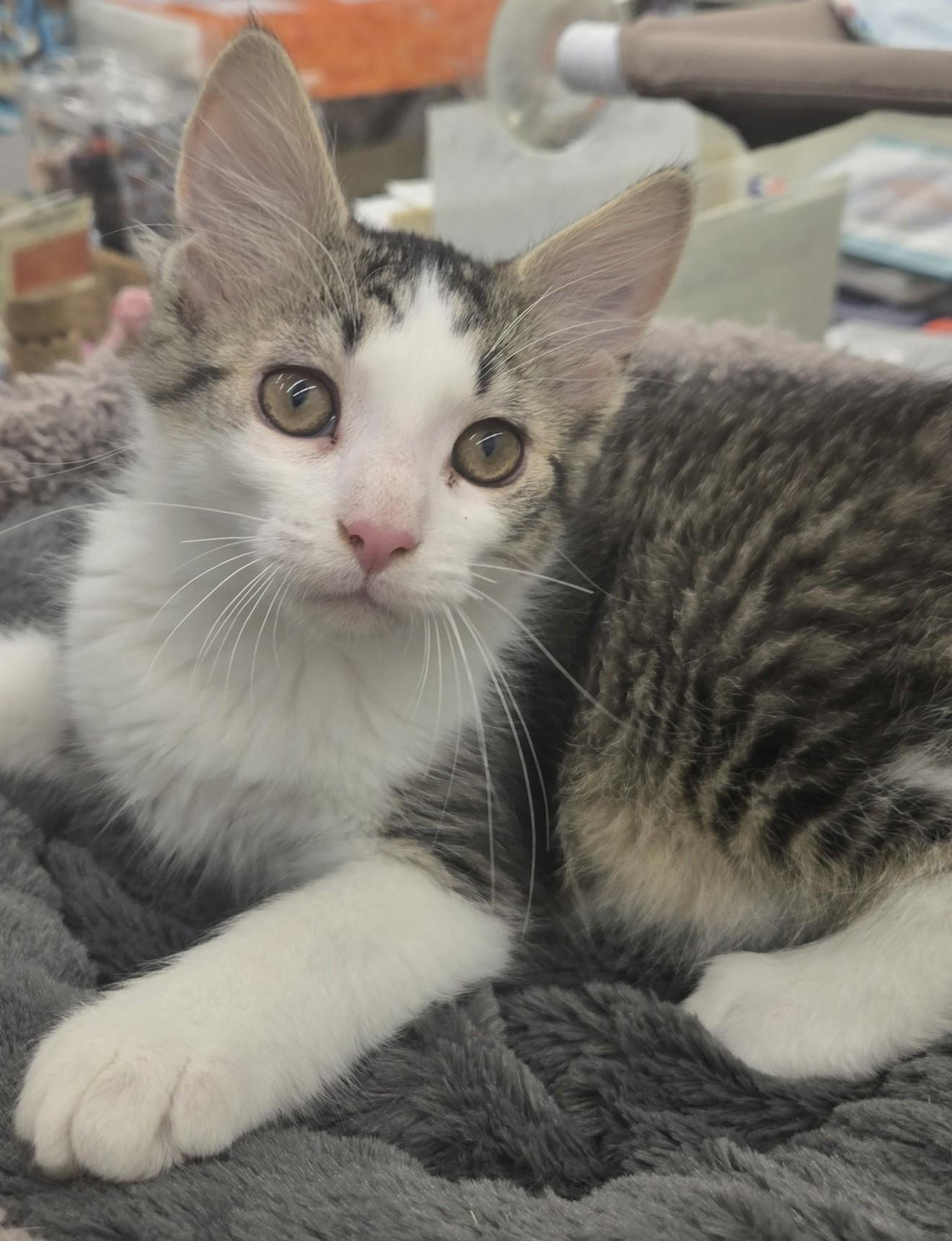 Enlarge Pepper, an adopted Tabby in Warren, OH image 1/2