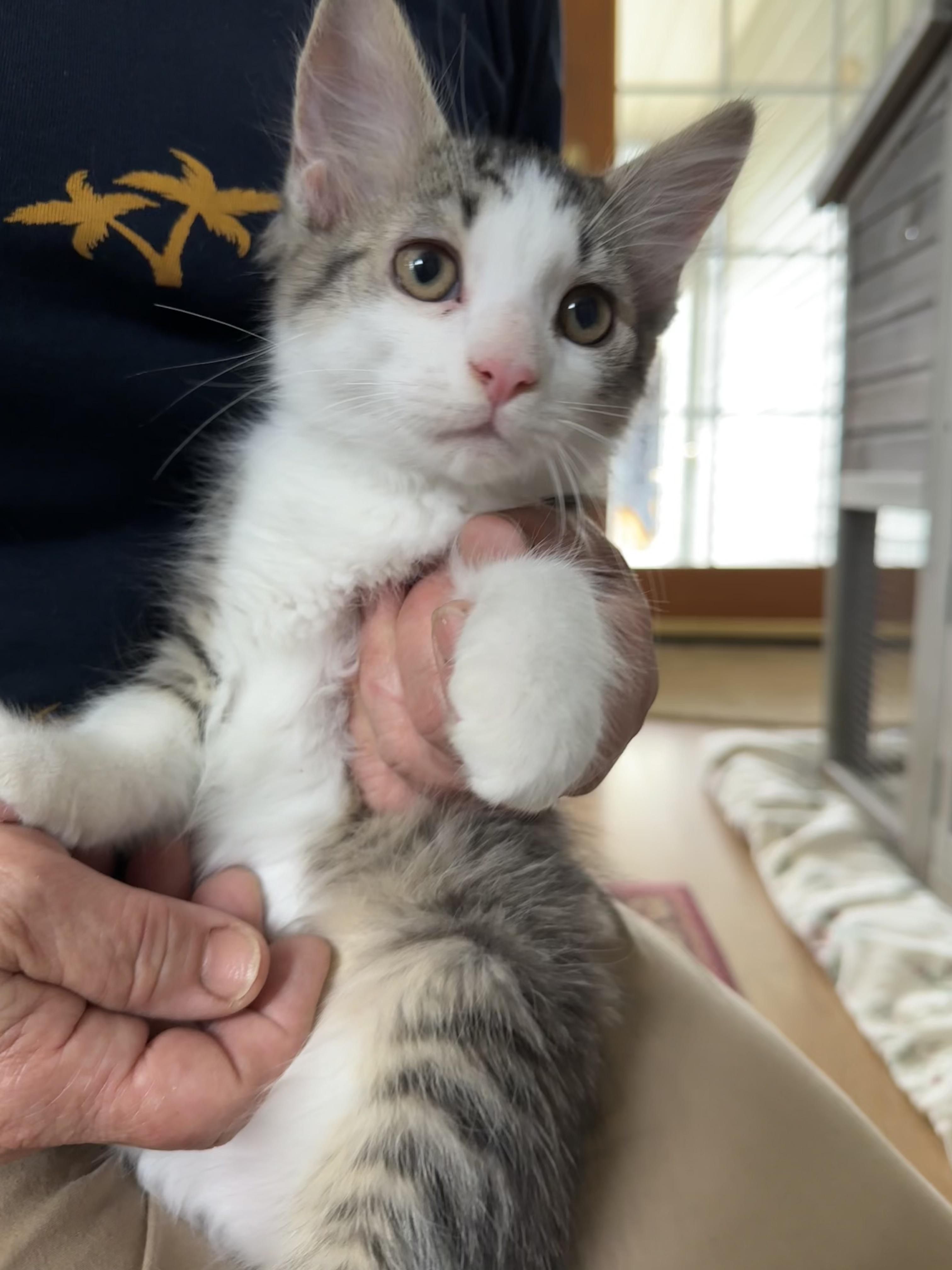 Enlarge Pepper, an adopted Tabby in Warren, OH image 2/2