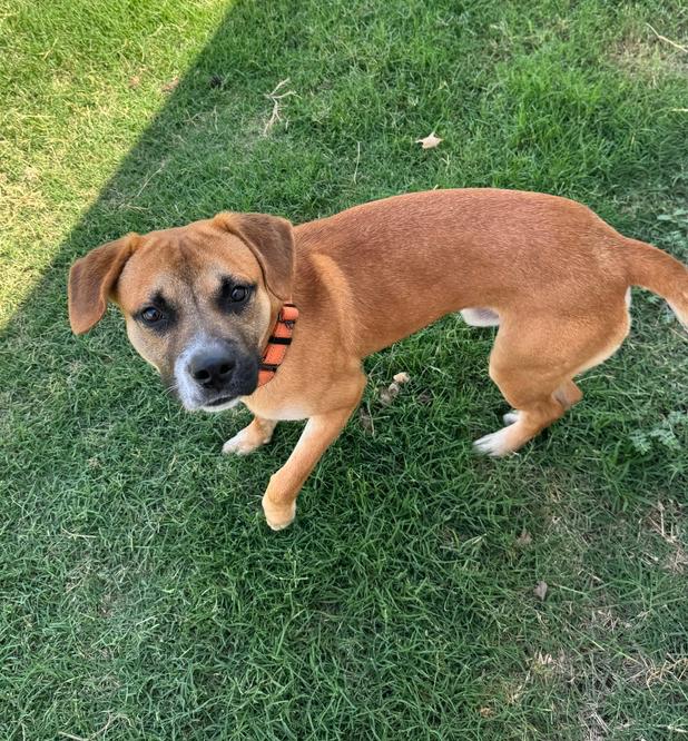 Enlarge Syl, a Adoptable mixed breed in Warr Acres, OK image 1/1