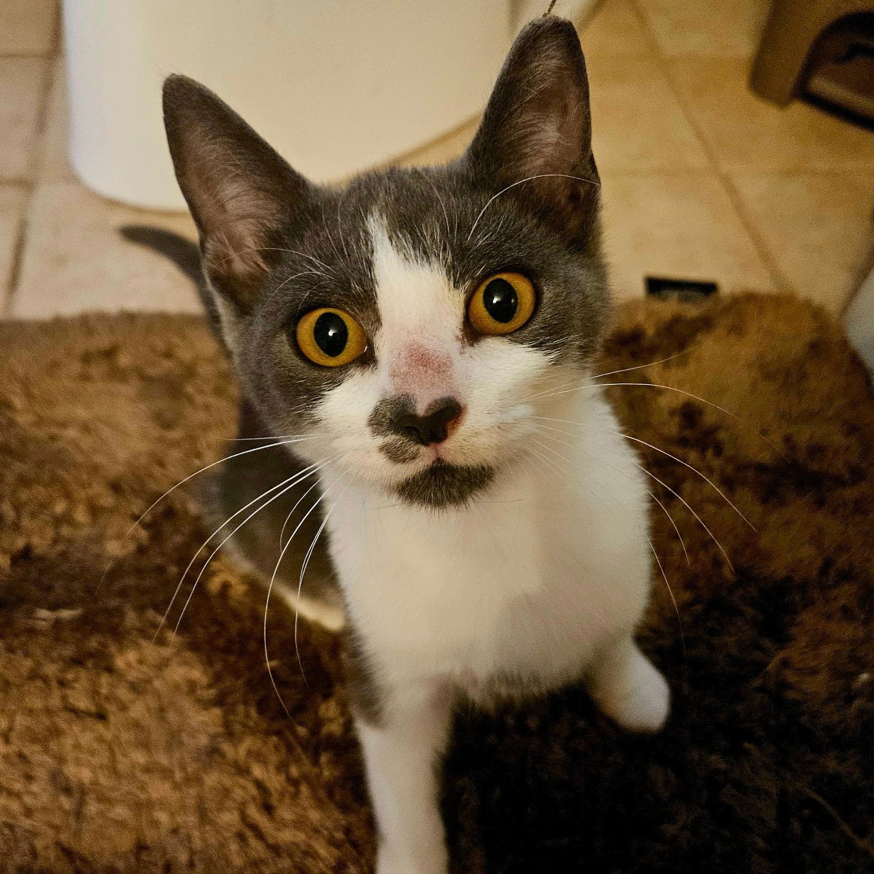 Enlarge Tammy Likes Cats & Dogs, a ADOPTABLE Domestic Short Hair in Clifton, NJ image 2/6