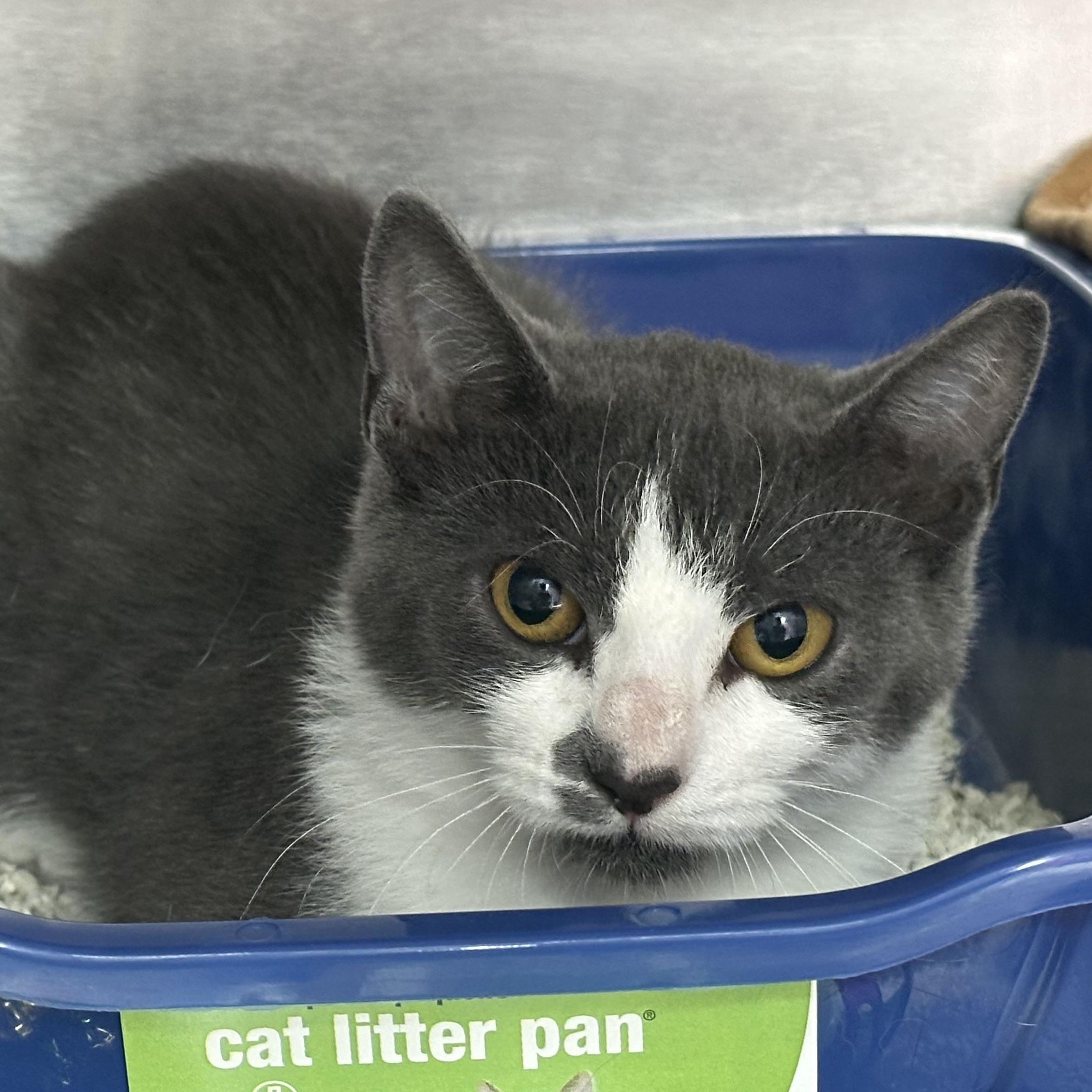 Enlarge Tammy Likes Cats & Dogs, a ADOPTABLE Domestic Short Hair in Clifton, NJ image 6/6