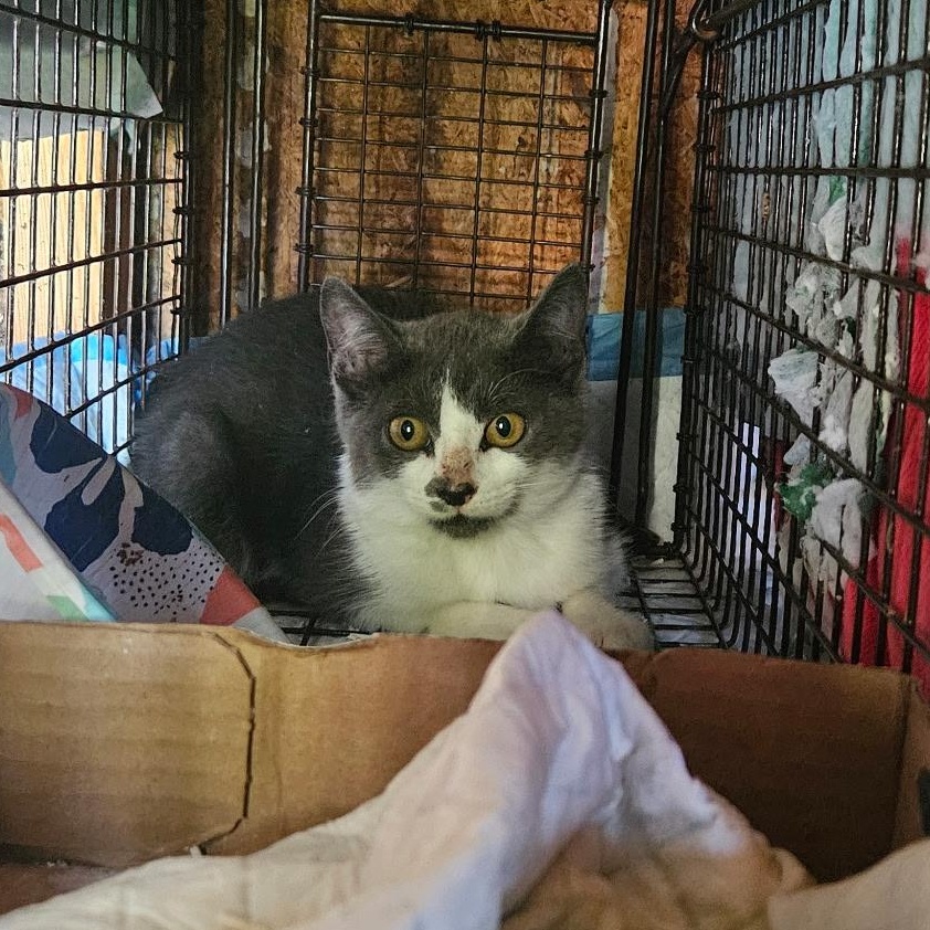 Enlarge Tammy Likes Cats & Dogs, a ADOPTABLE Domestic Short Hair in Clifton, NJ image 5/6