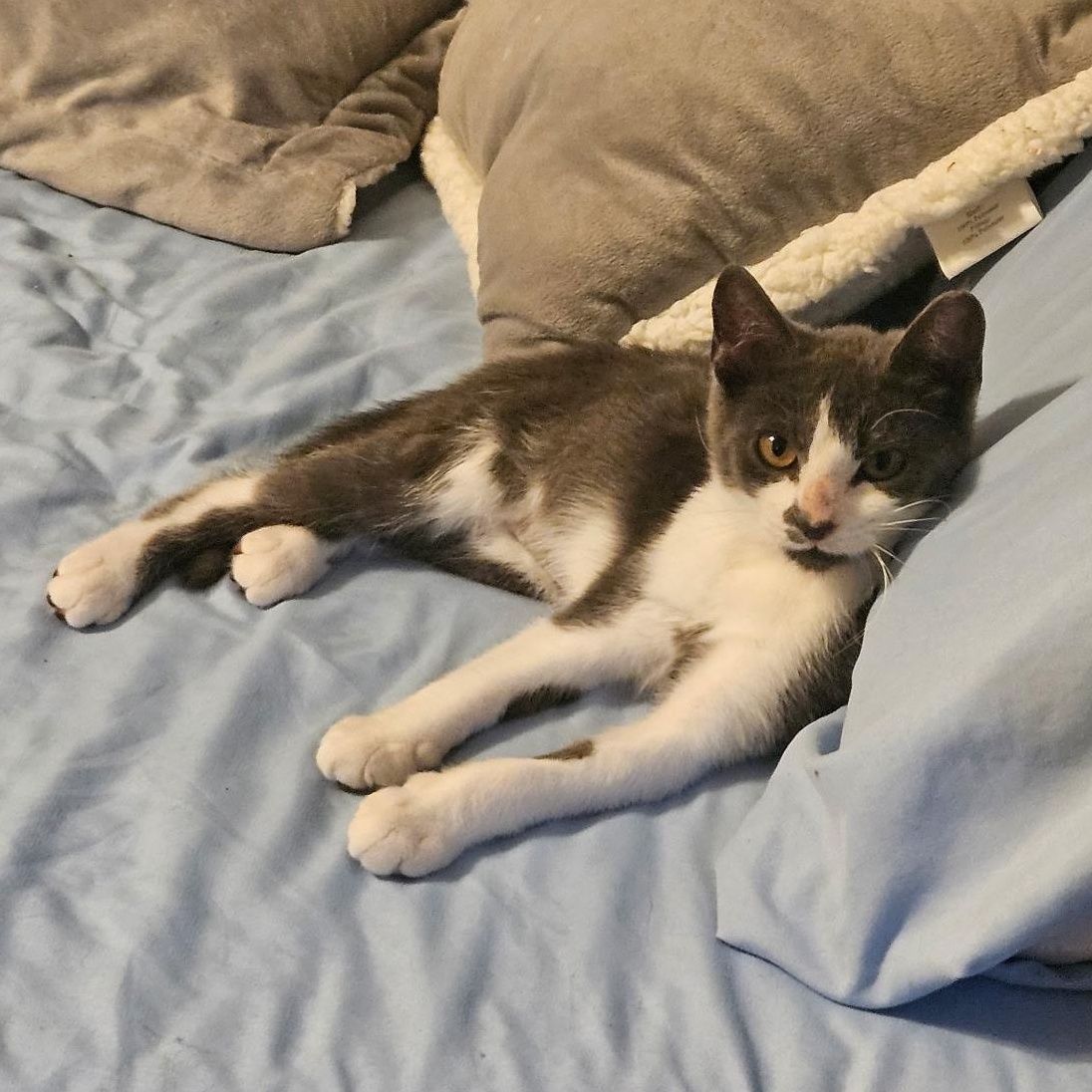 Enlarge Tammy Likes Cats & Dogs, a ADOPTABLE Domestic Short Hair in Clifton, NJ image 4/6