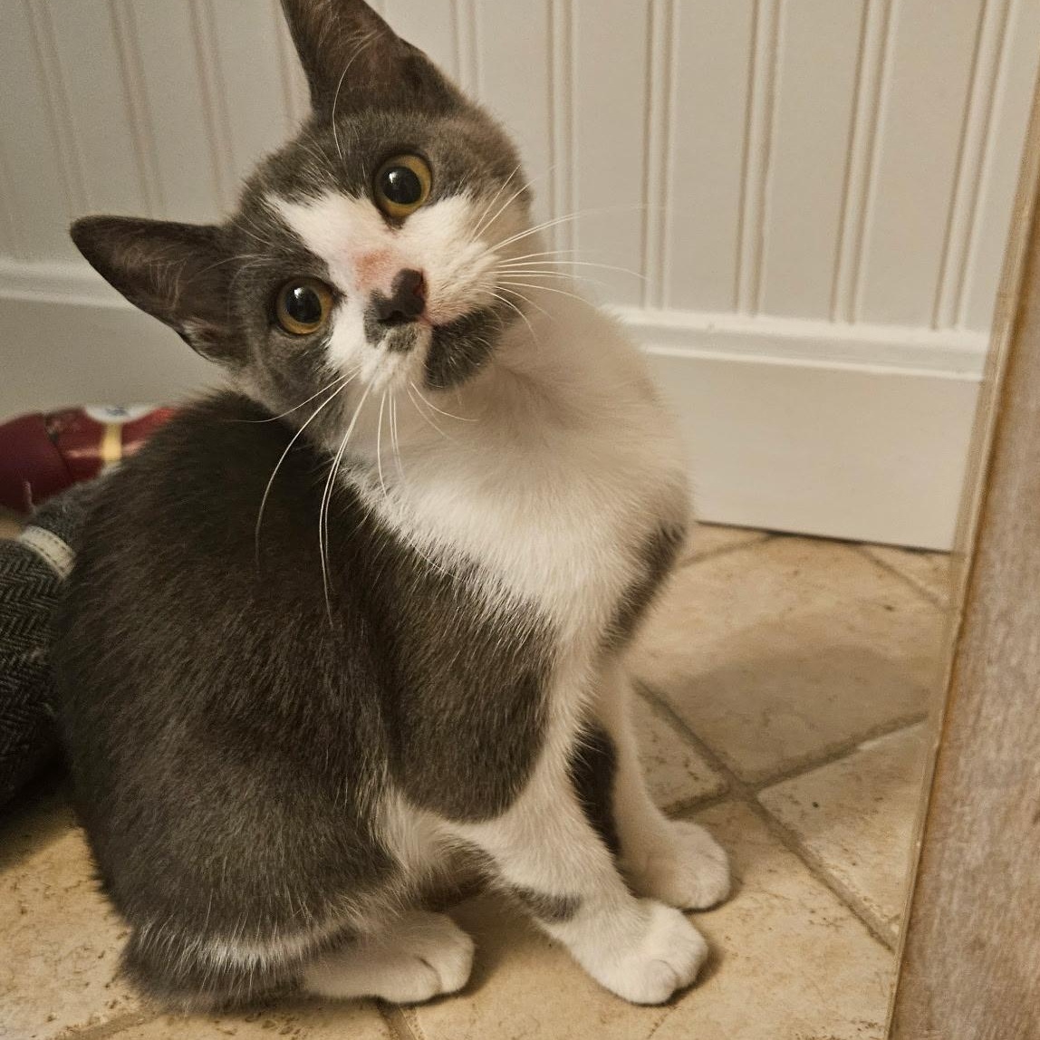 Enlarge Tammy Likes Cats & Dogs, a ADOPTABLE Domestic Short Hair in Clifton, NJ image 3/6