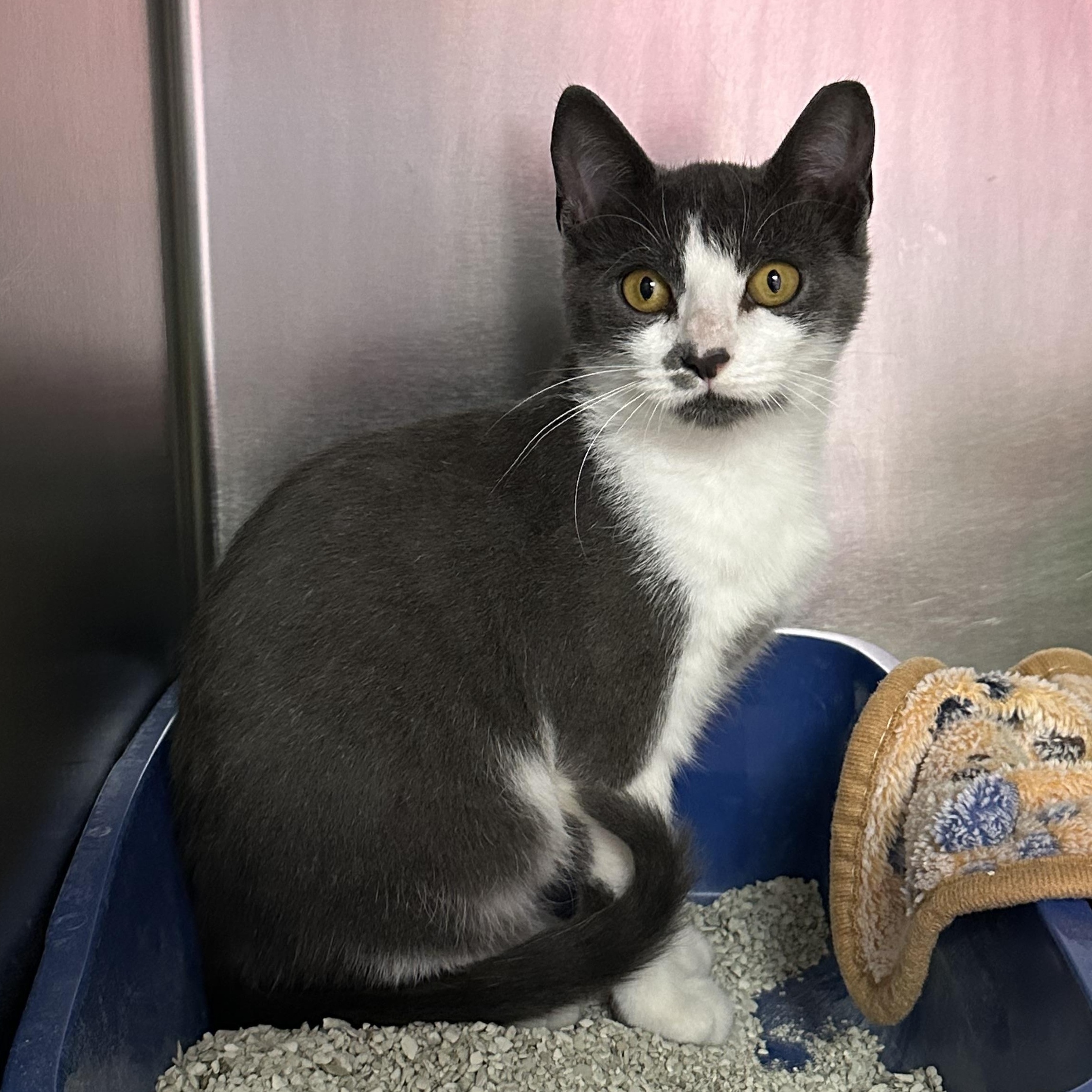 Tammy Likes Cats & Dogs, ADOPTABLE, Kitten Female Domestic Short Hair.