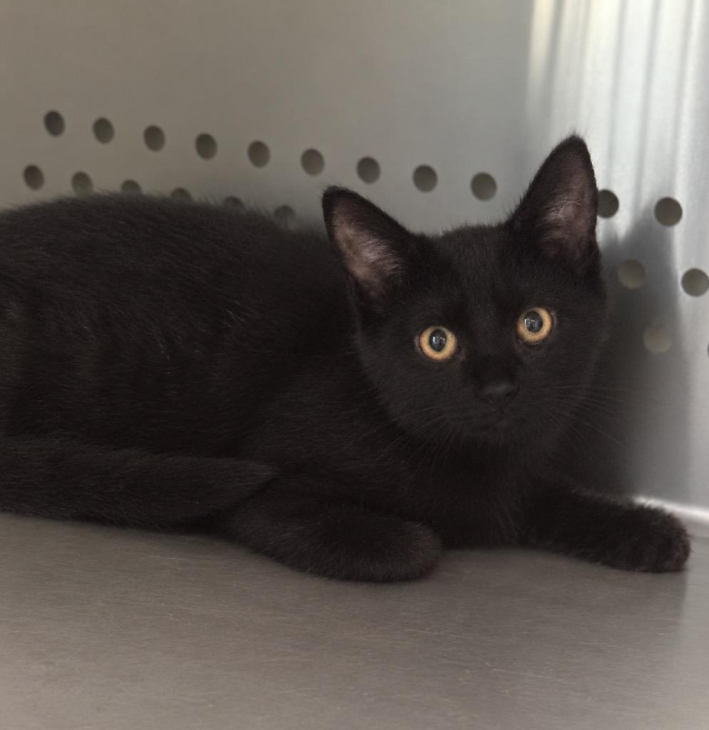 Tyra, Adoptable, Kitten Female Domestic Short Hair.