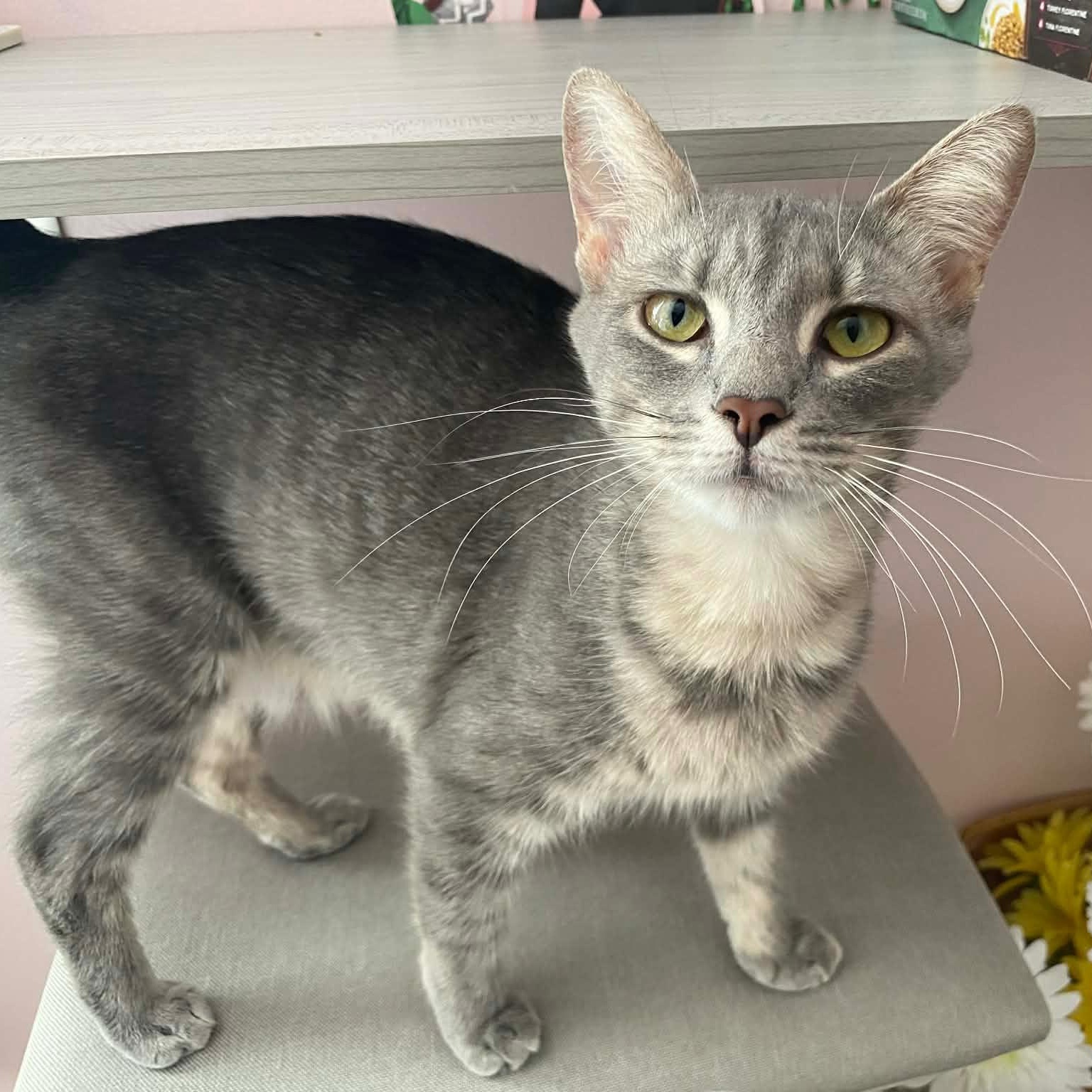 Gracie, adoptable, Kitten Female Domestic Short Hair.